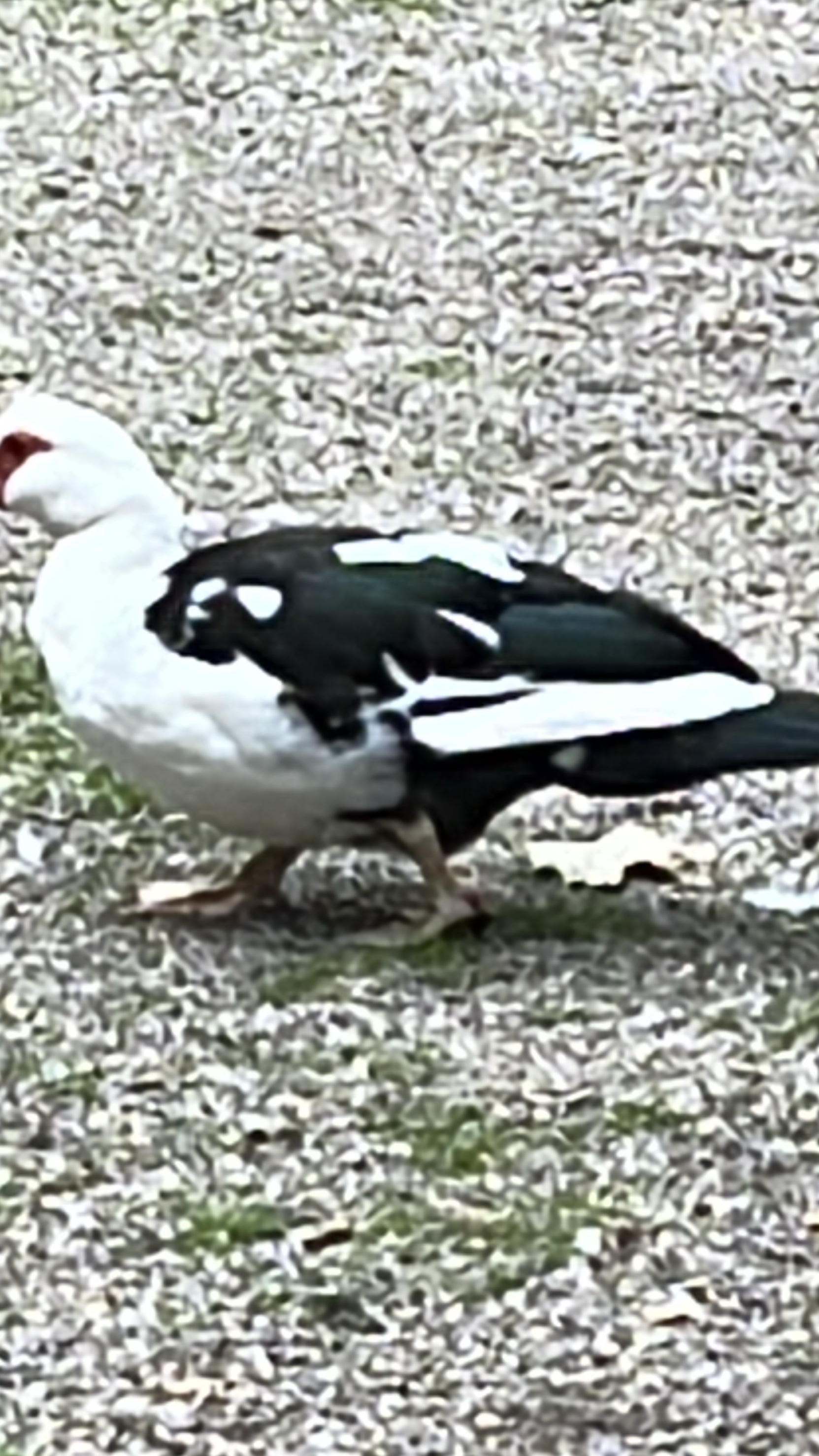 Muscovy Duck