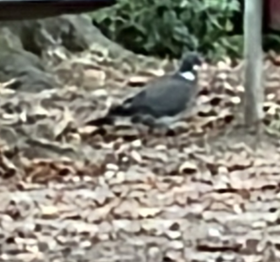 Common Wood-Pigeon