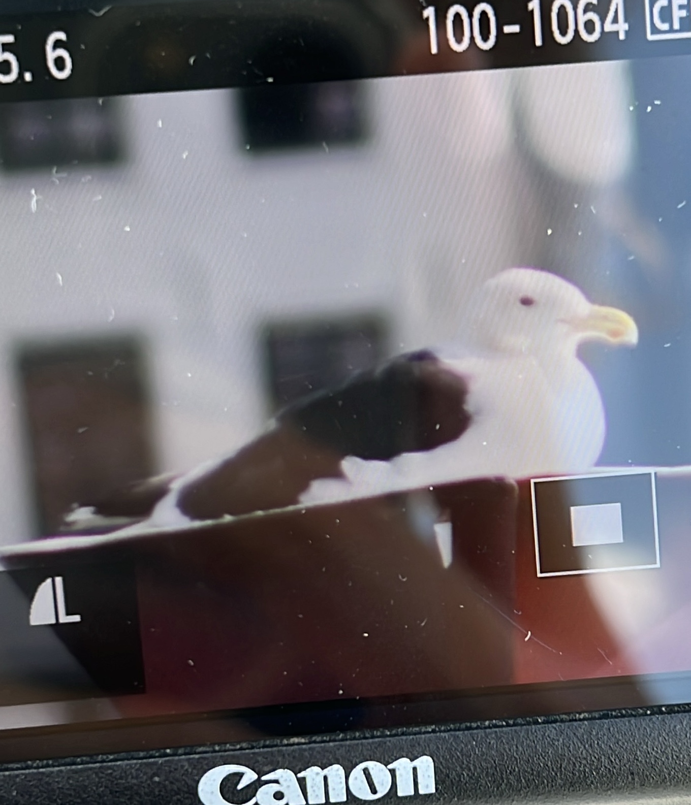 Lesser Black-backed Gull