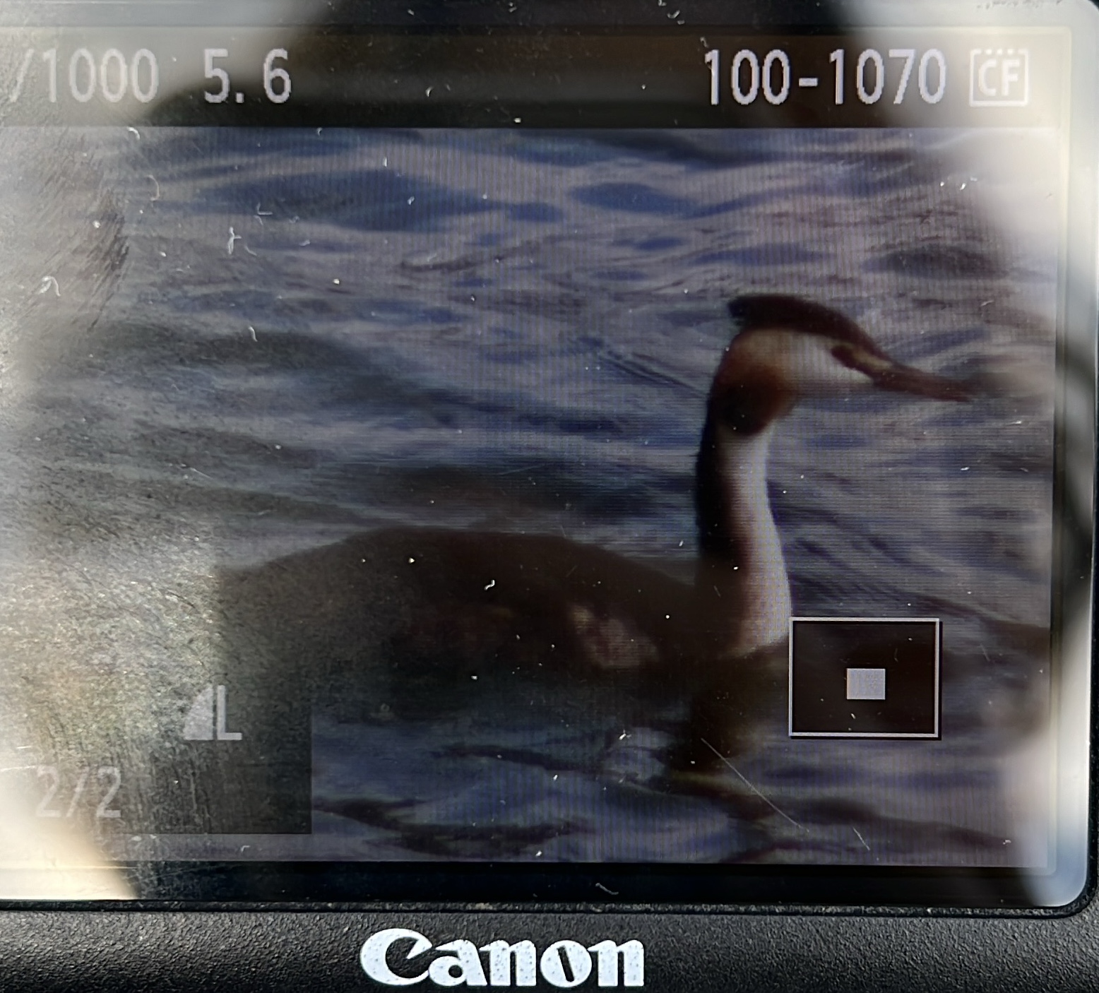 Great Crested Grebe