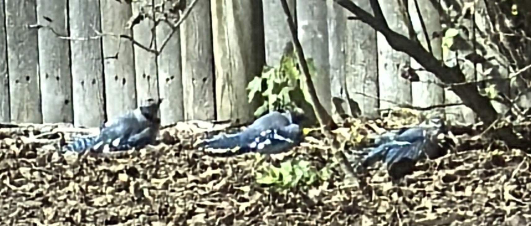 Blue Jay