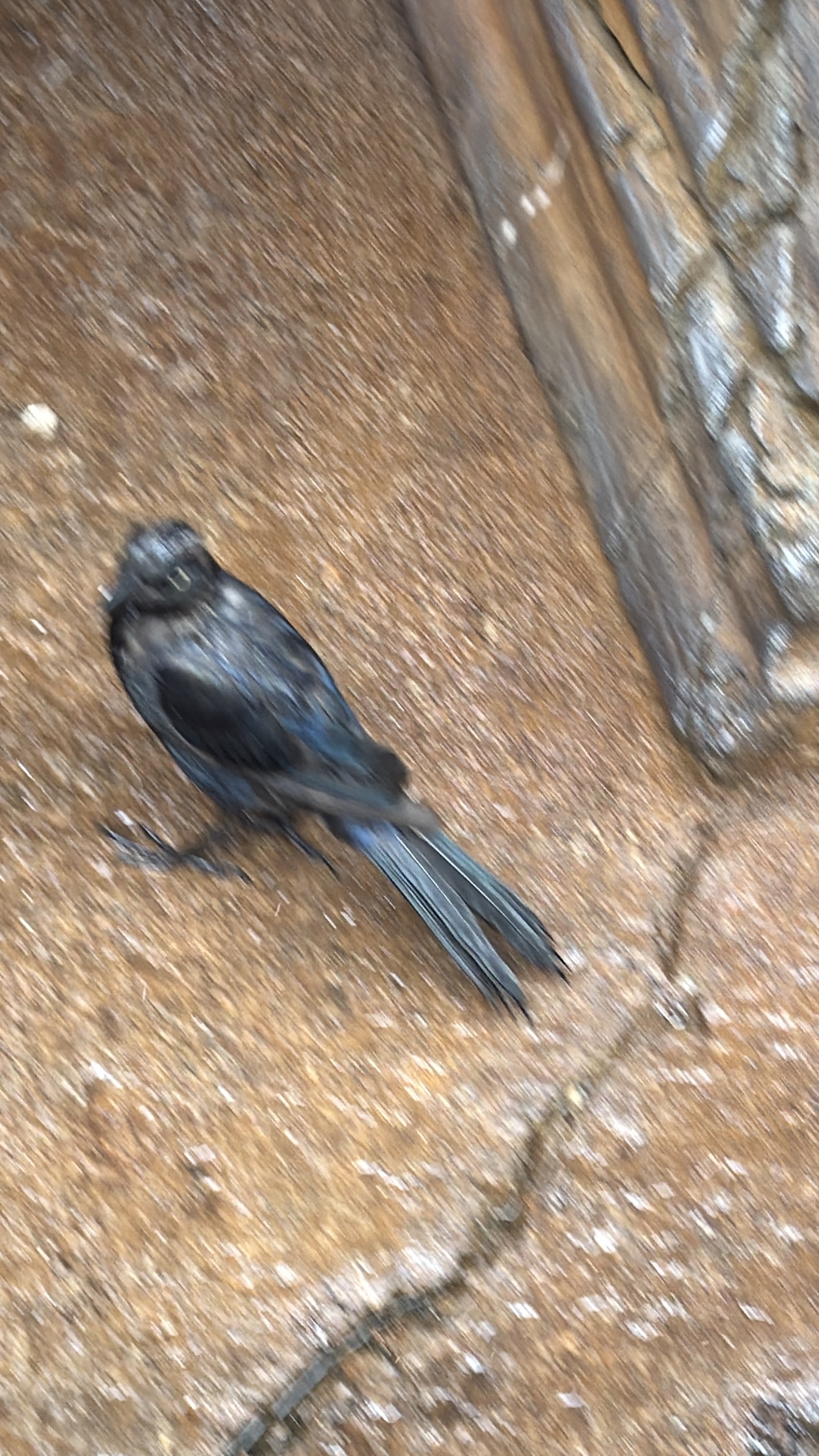 Black Drongo