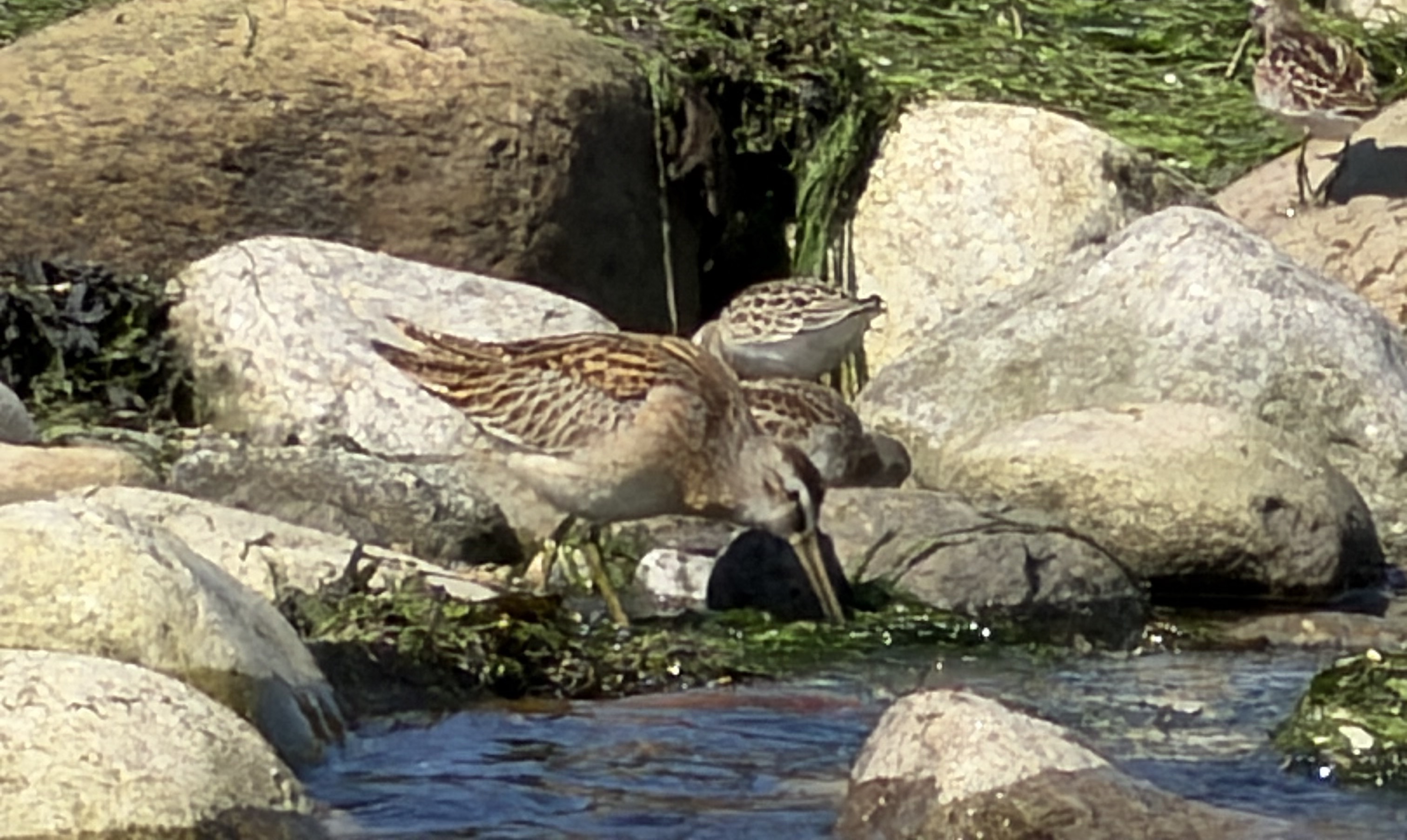 Short-billed Dowitcher