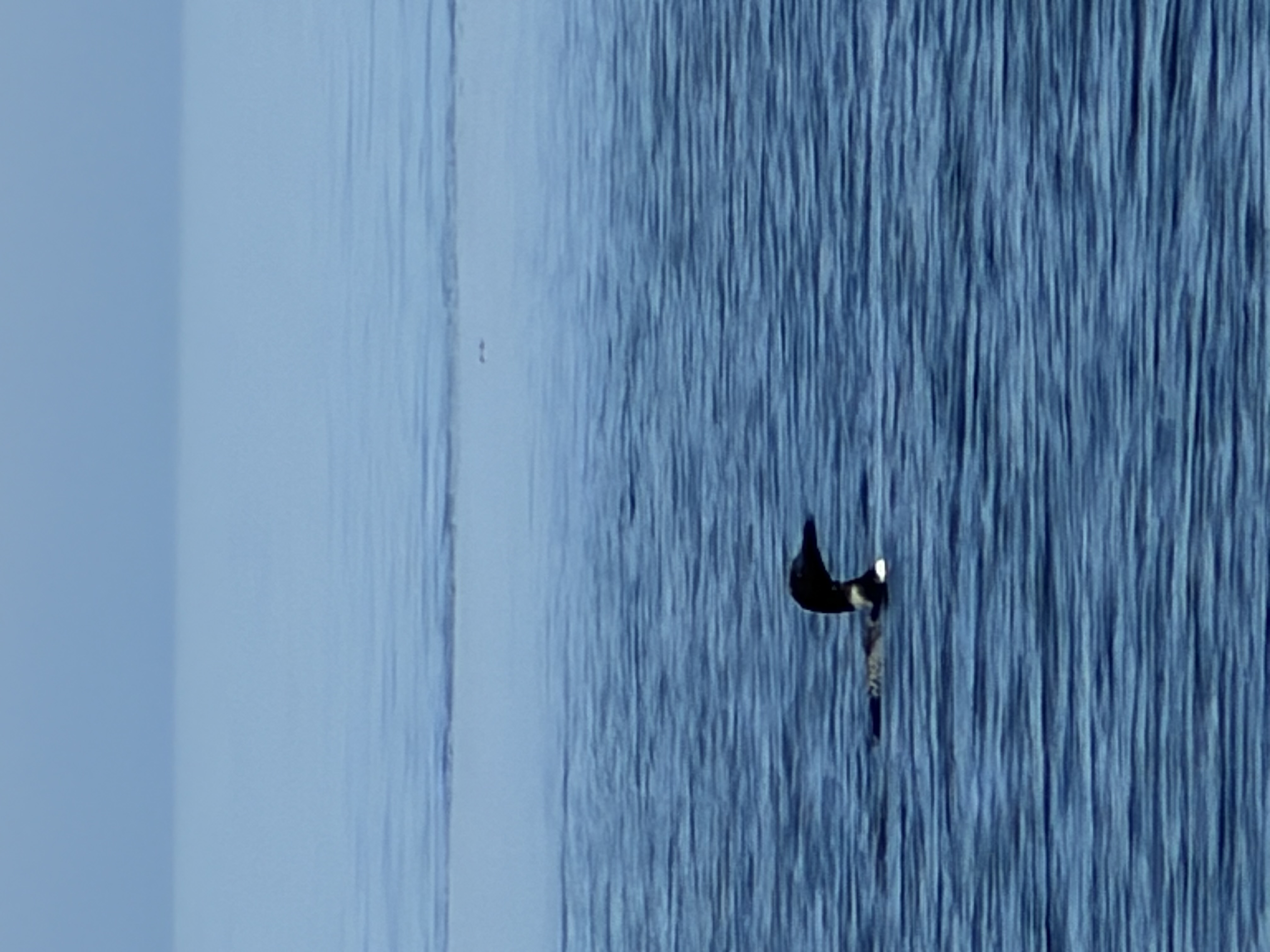 Common Loon