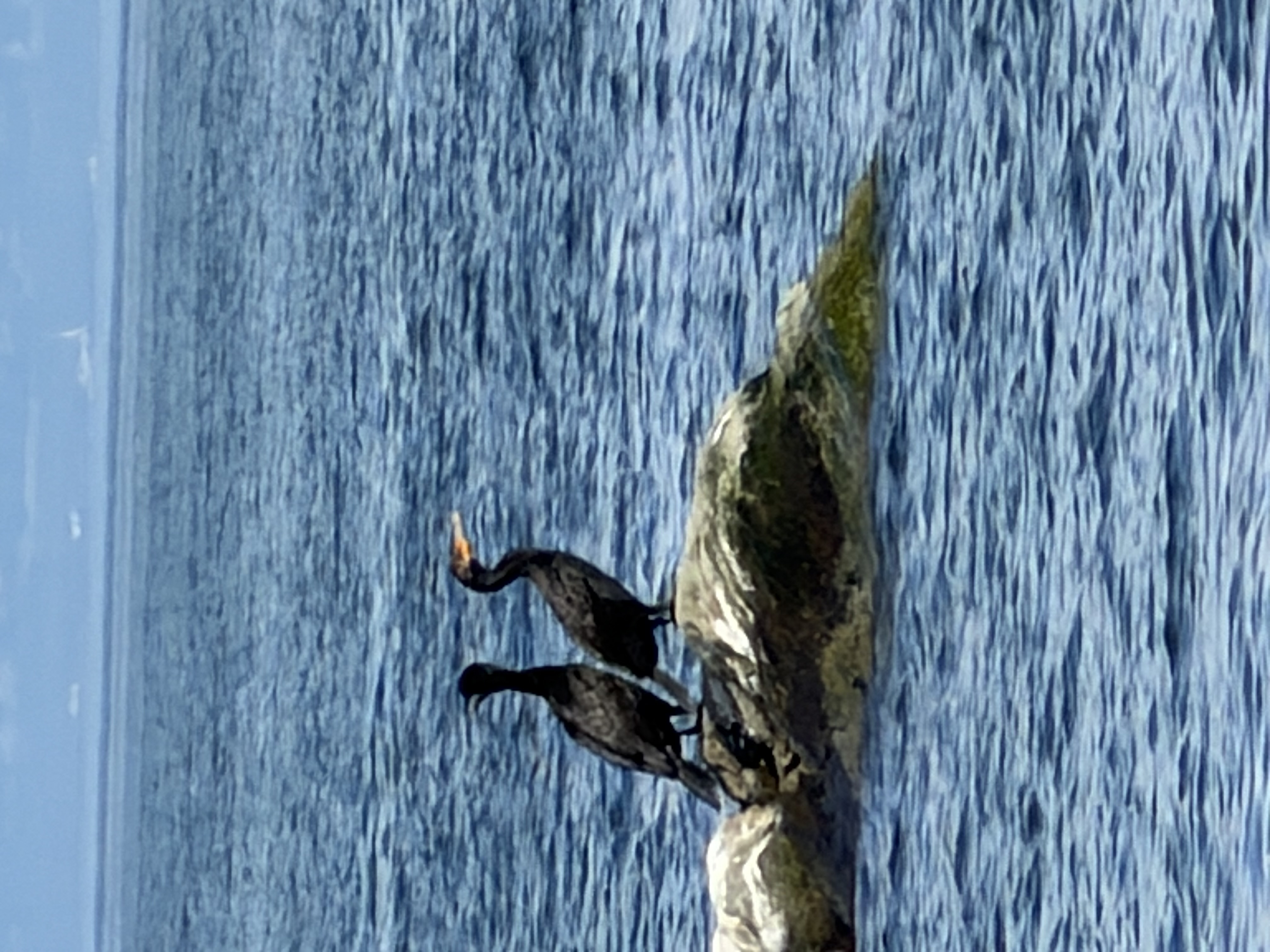 Double-crested Cormorant