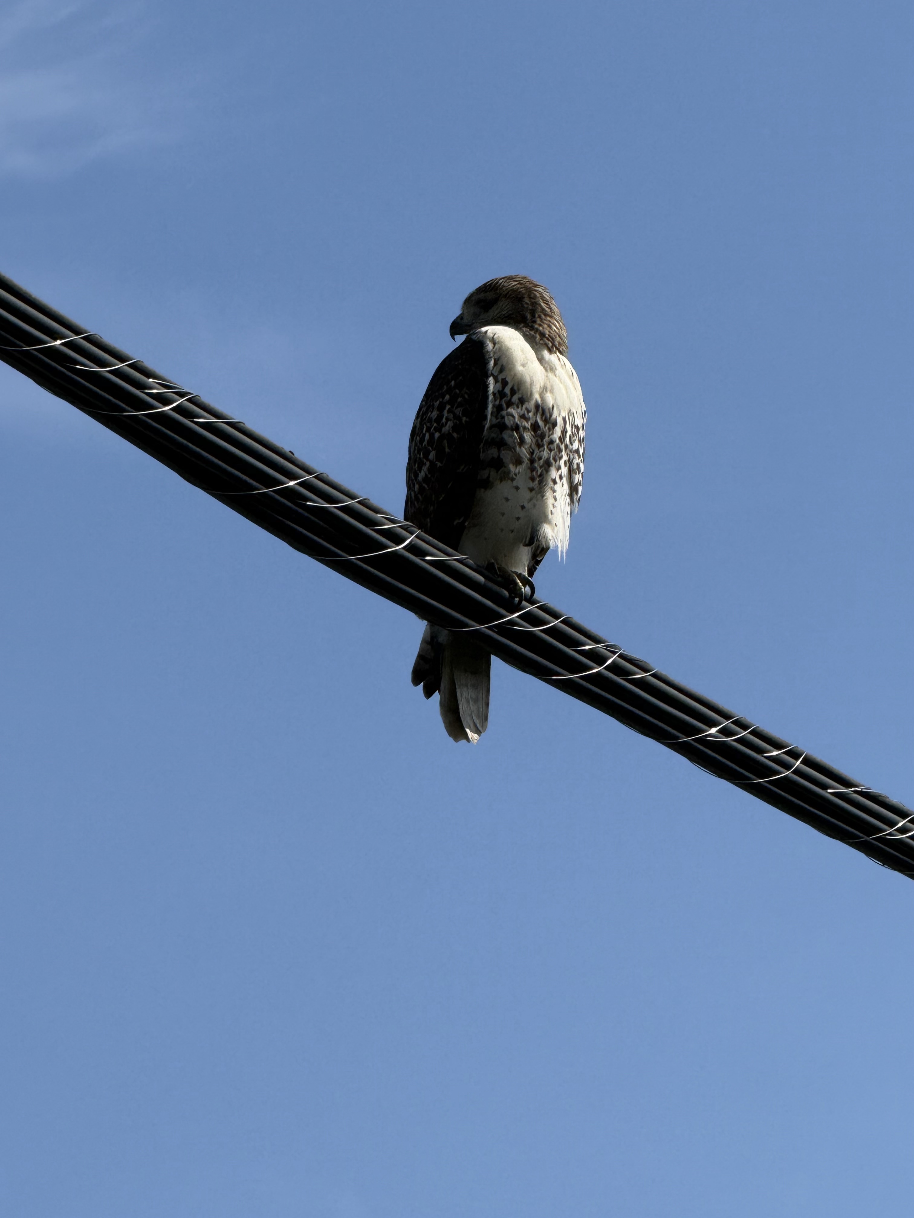 Red-tailed Hawk
