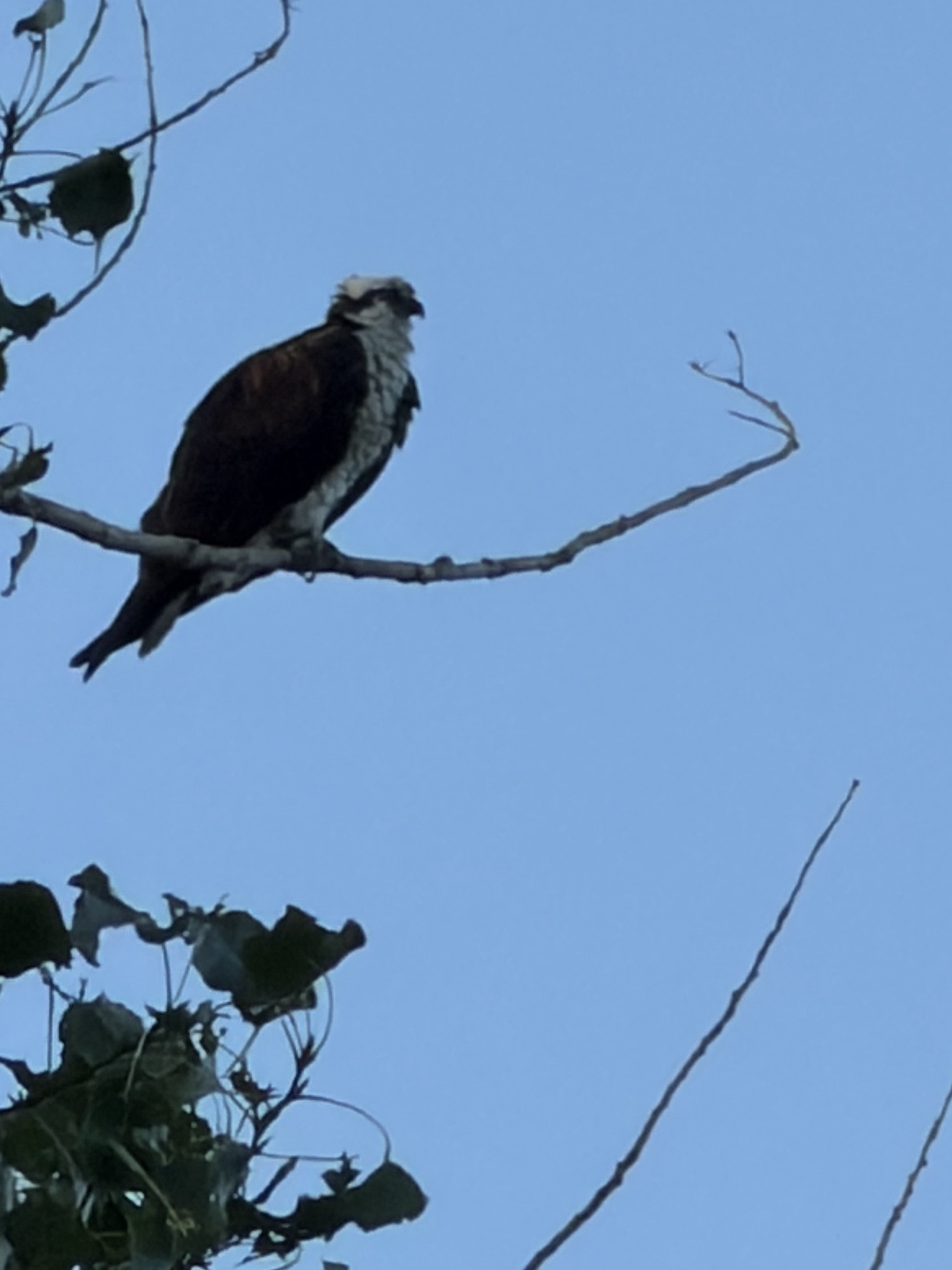 Osprey
