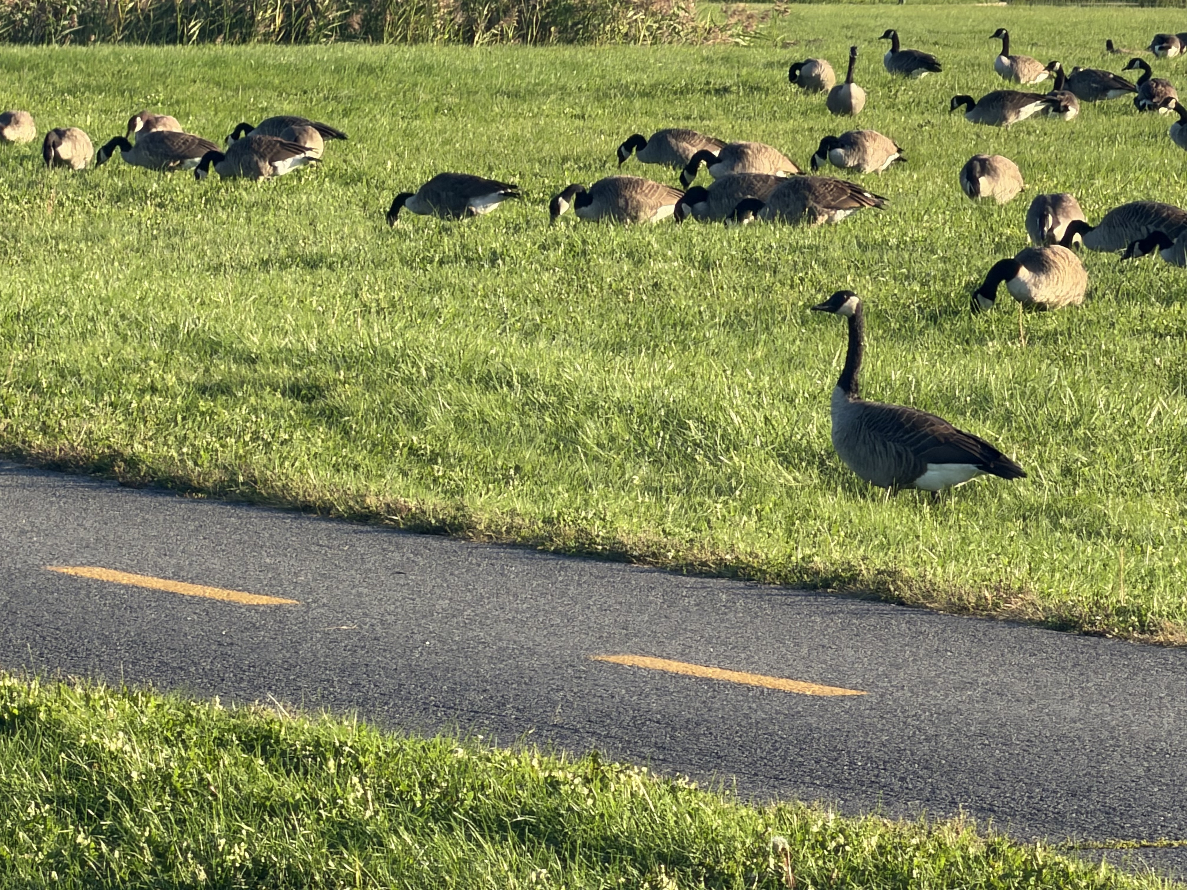 Canada Goose