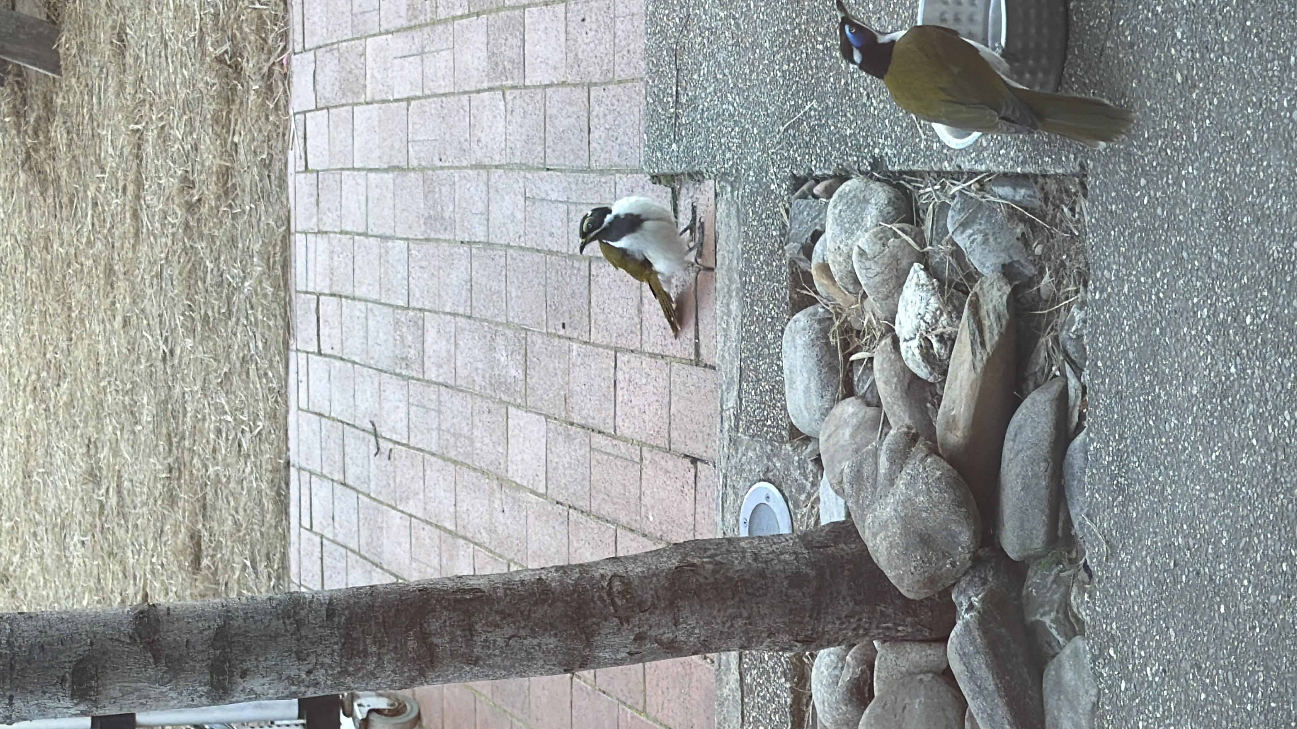 Blue-faced Honeyeater