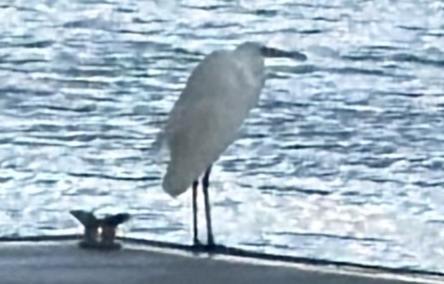 Great Egret