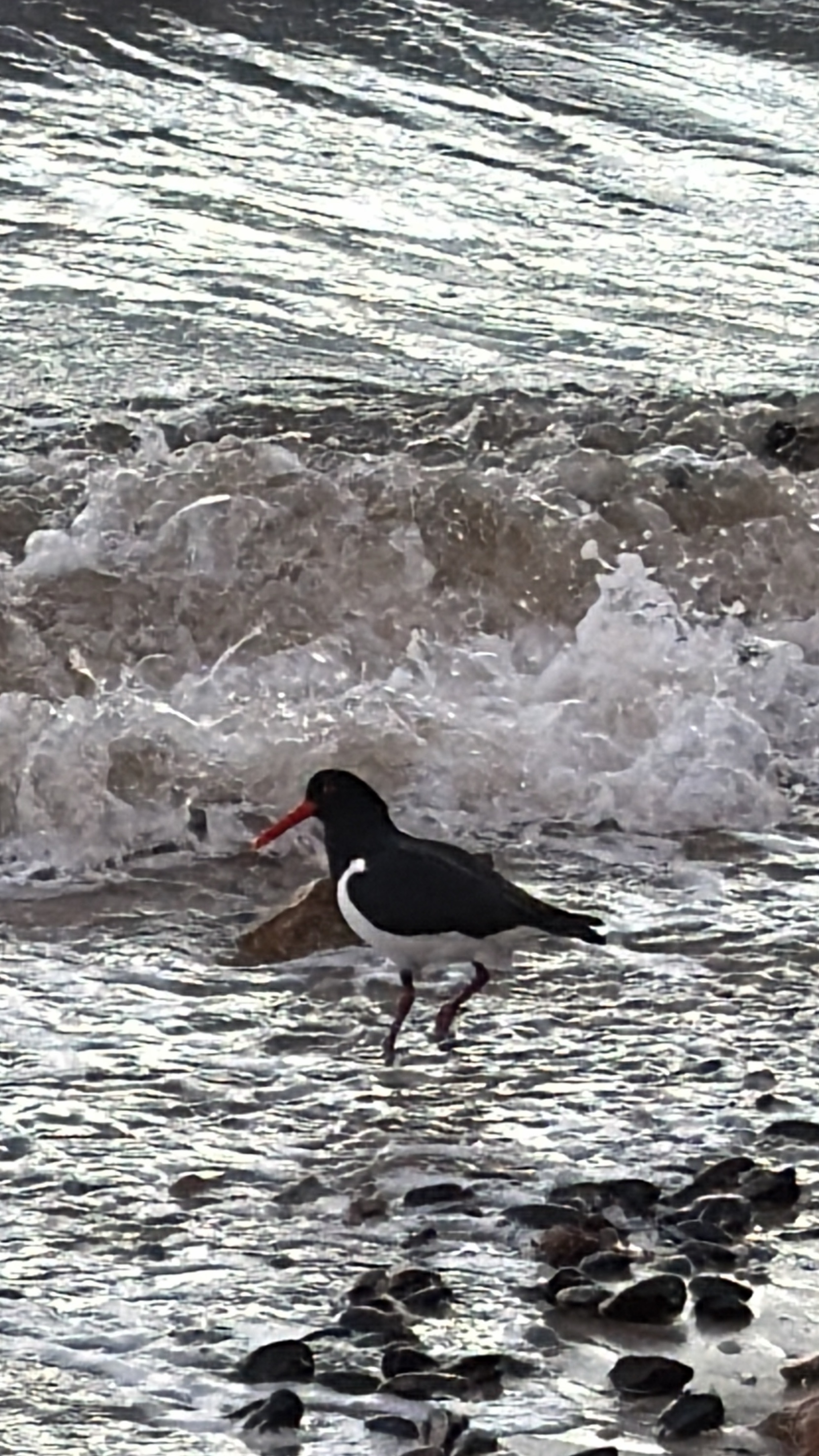 Pied Oystercatcher
