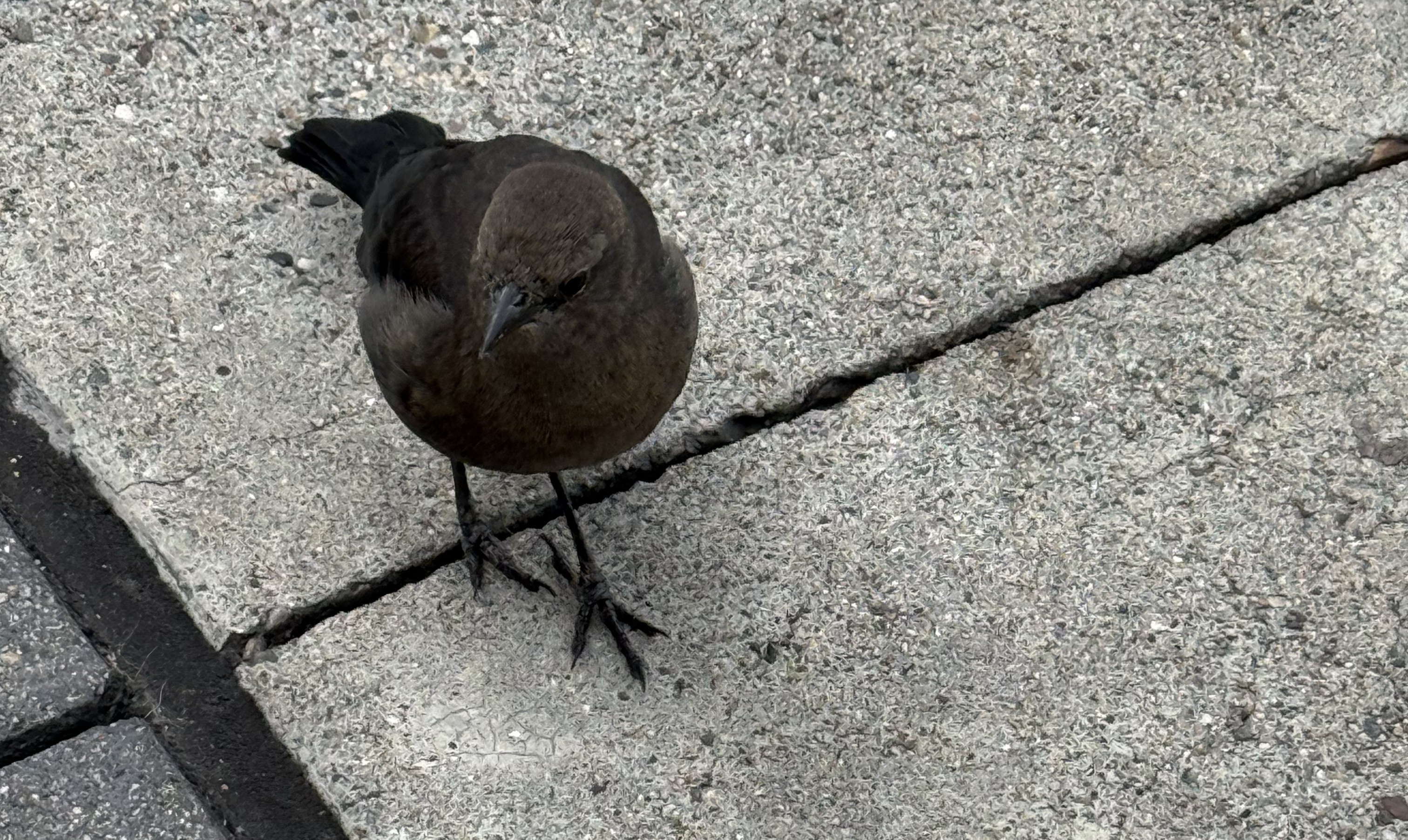 Brown-headed Cowbird