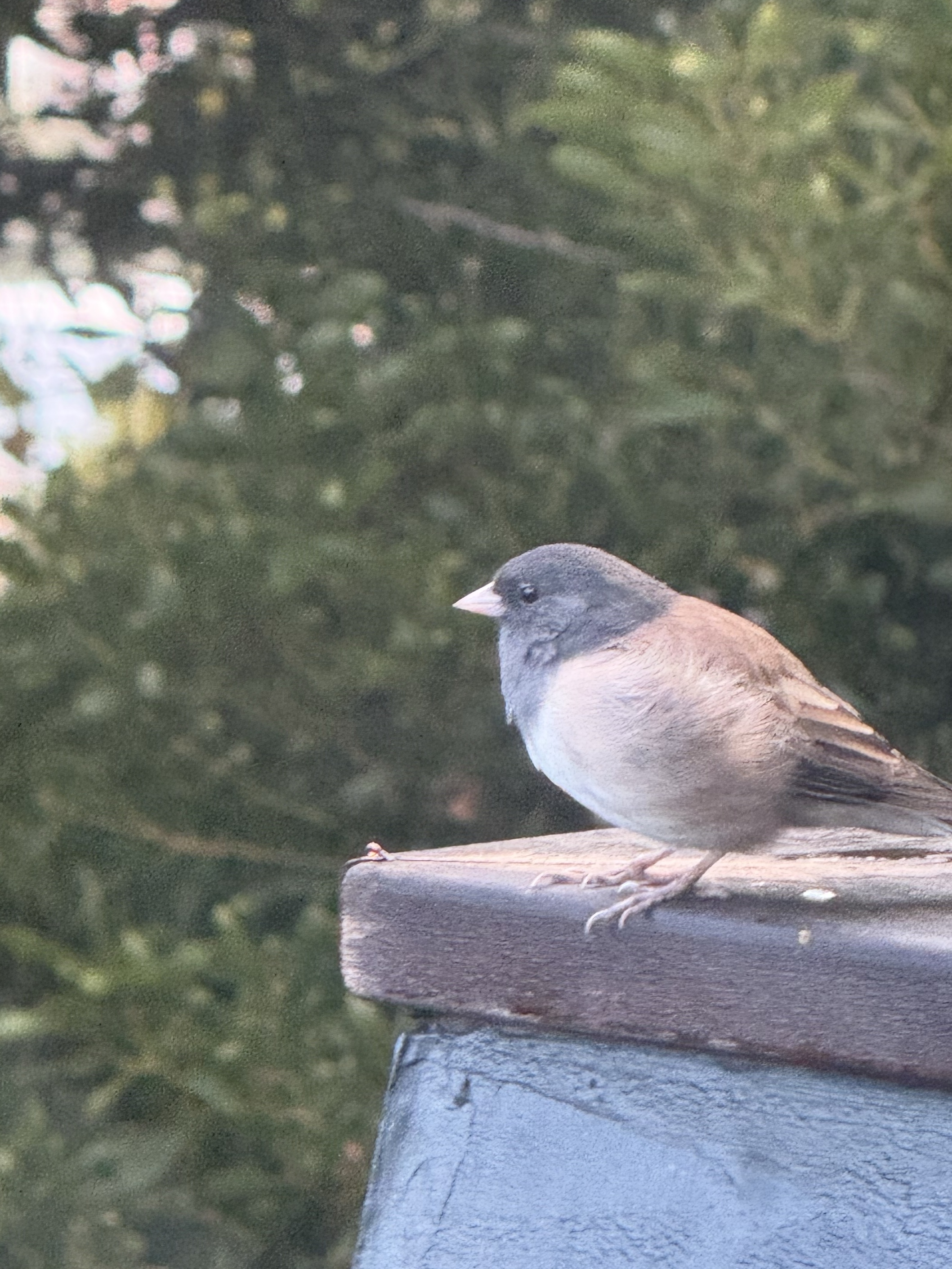 Dark-eyed Junco
