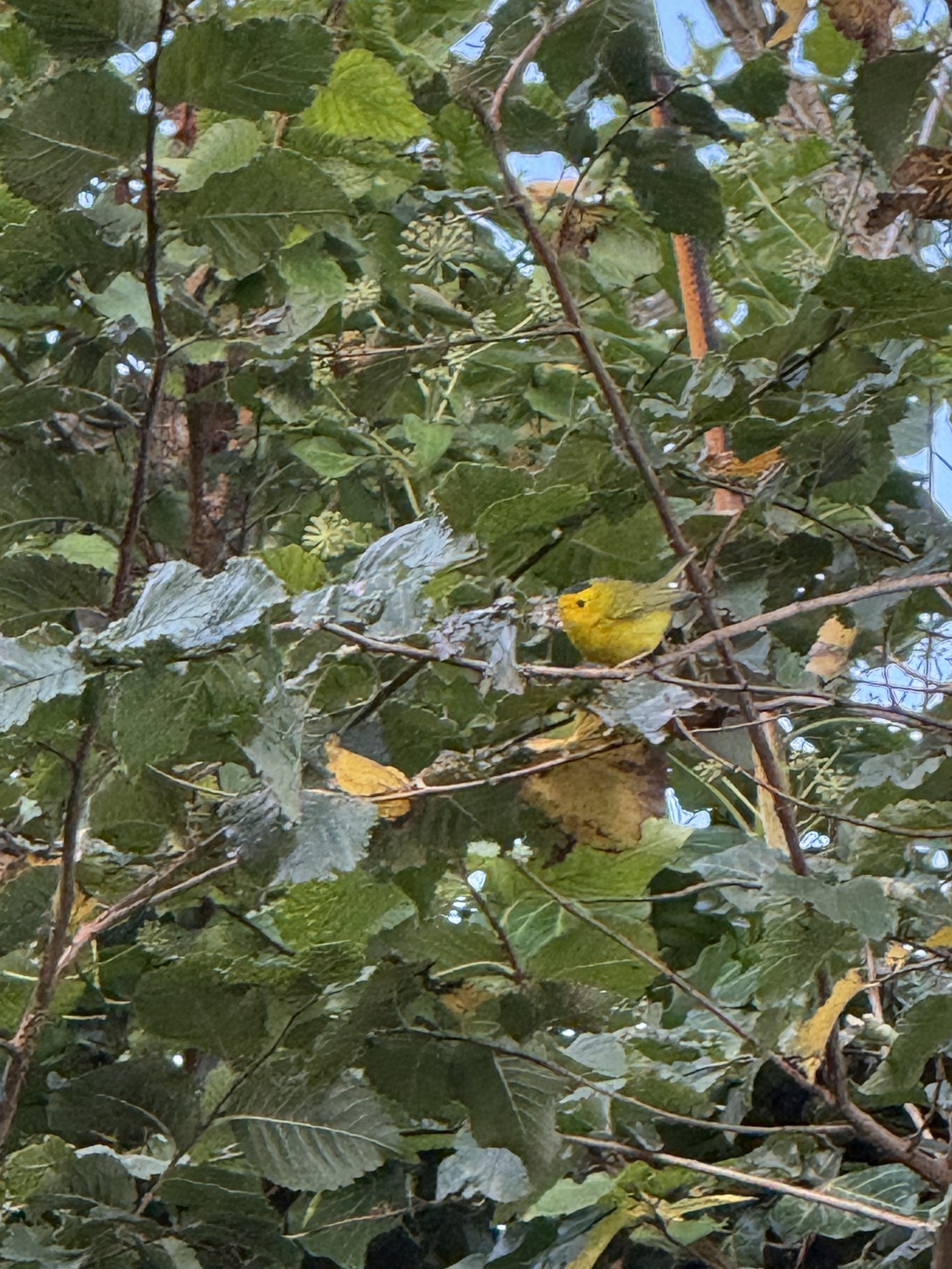 Wilson's Warbler