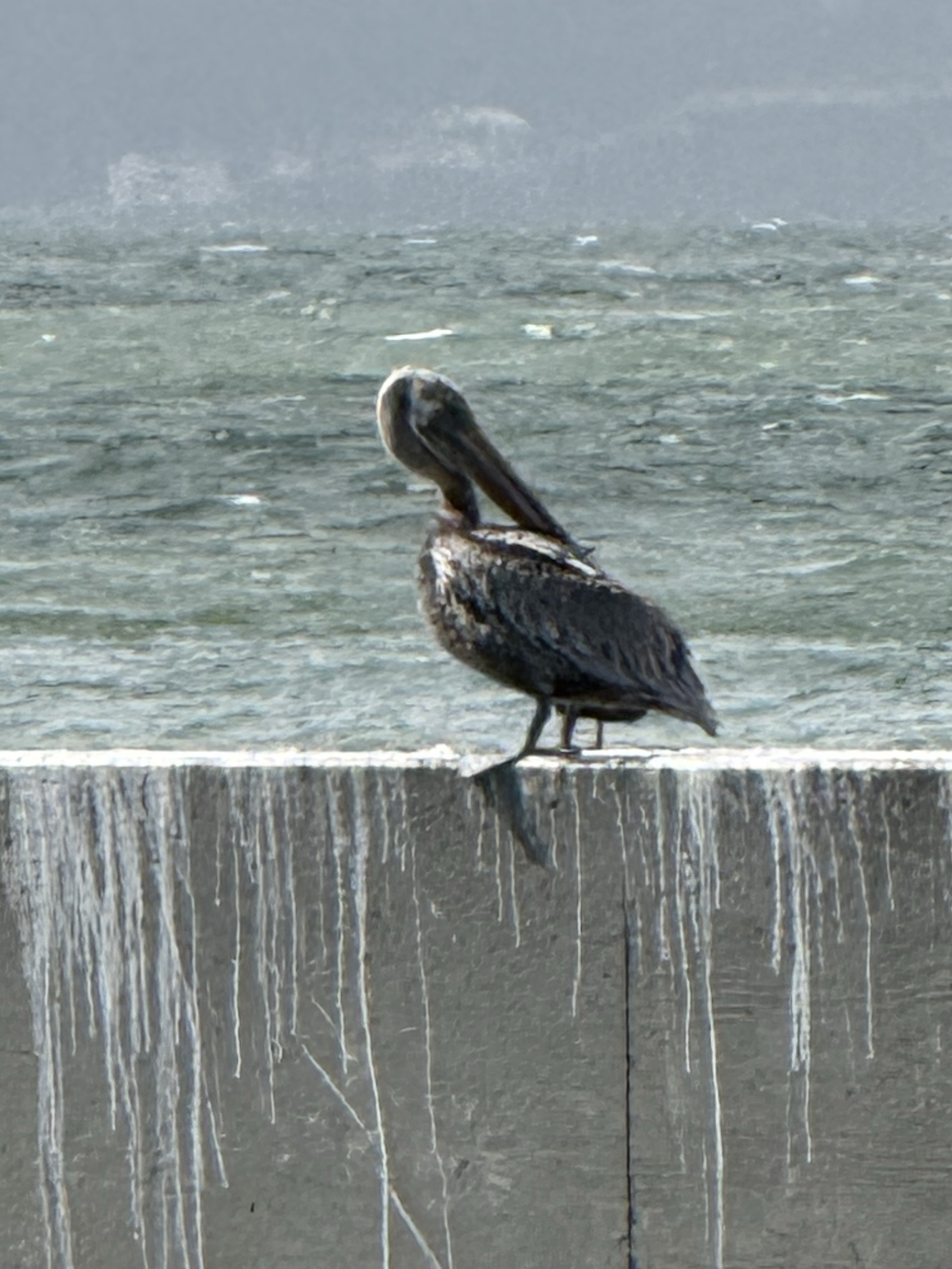 Brown Pelican