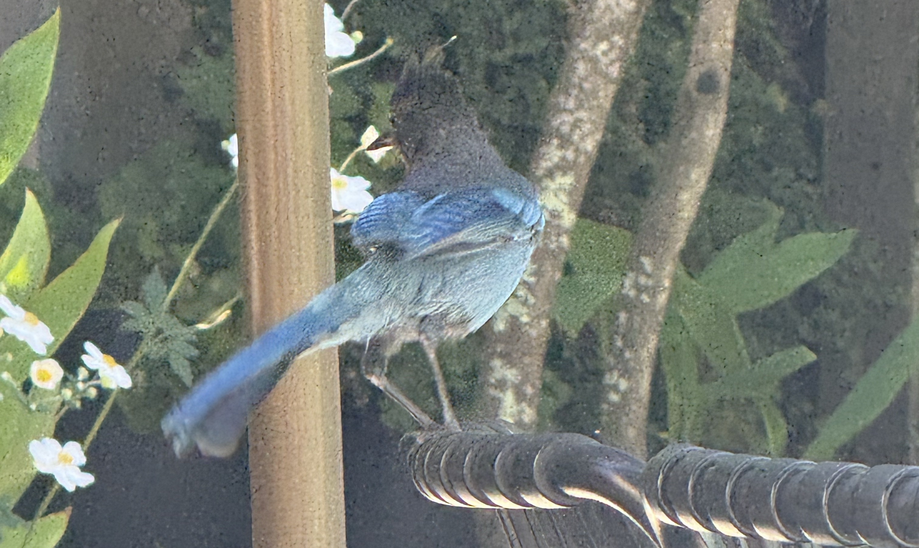 Steller's Jay