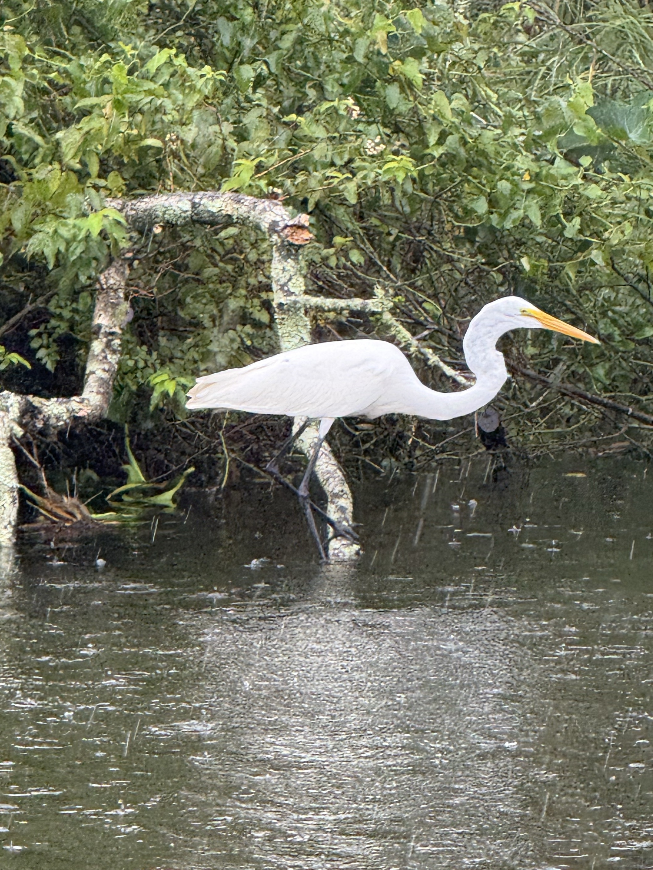 Great Egret