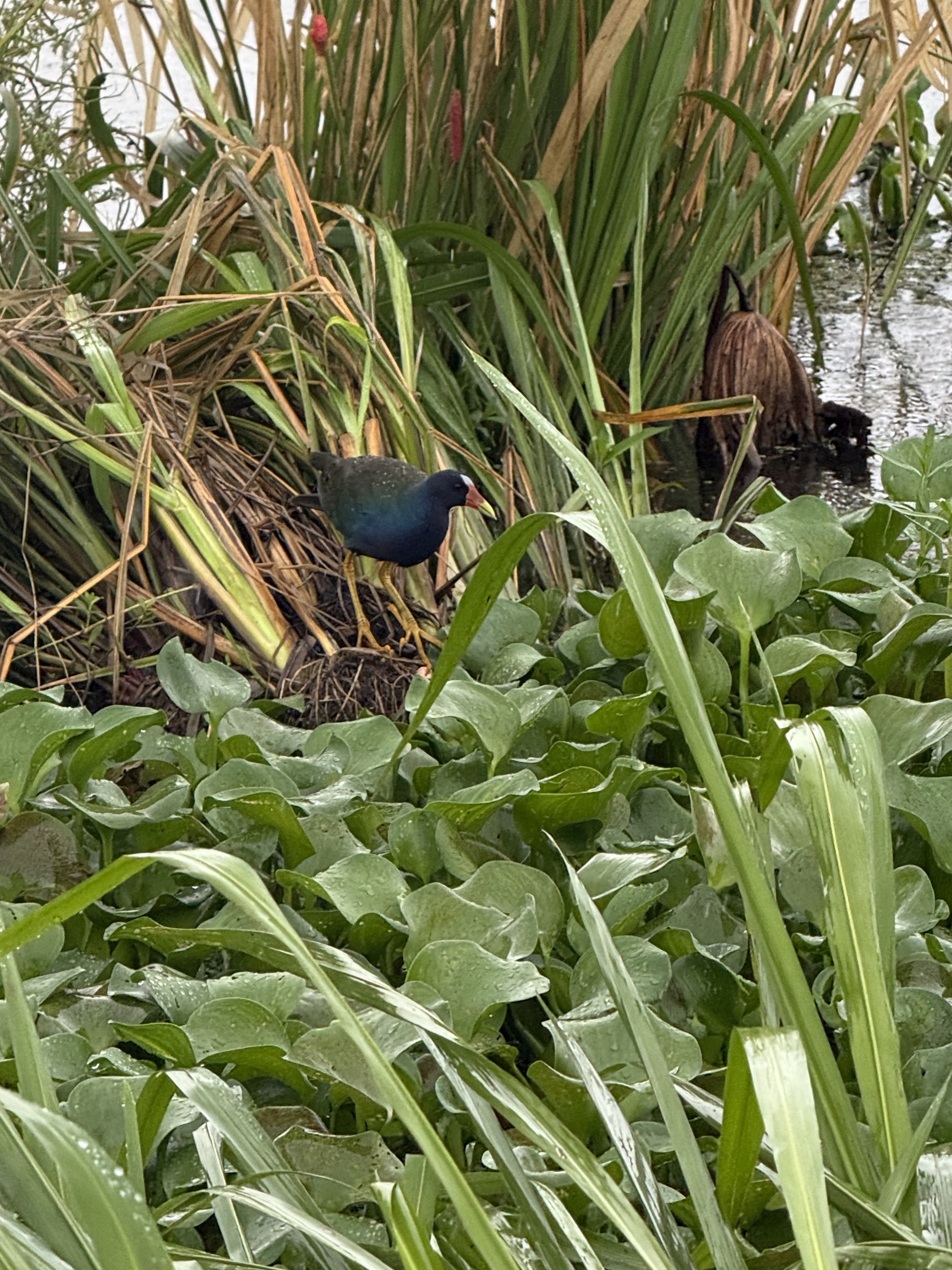 Purple Gallinule