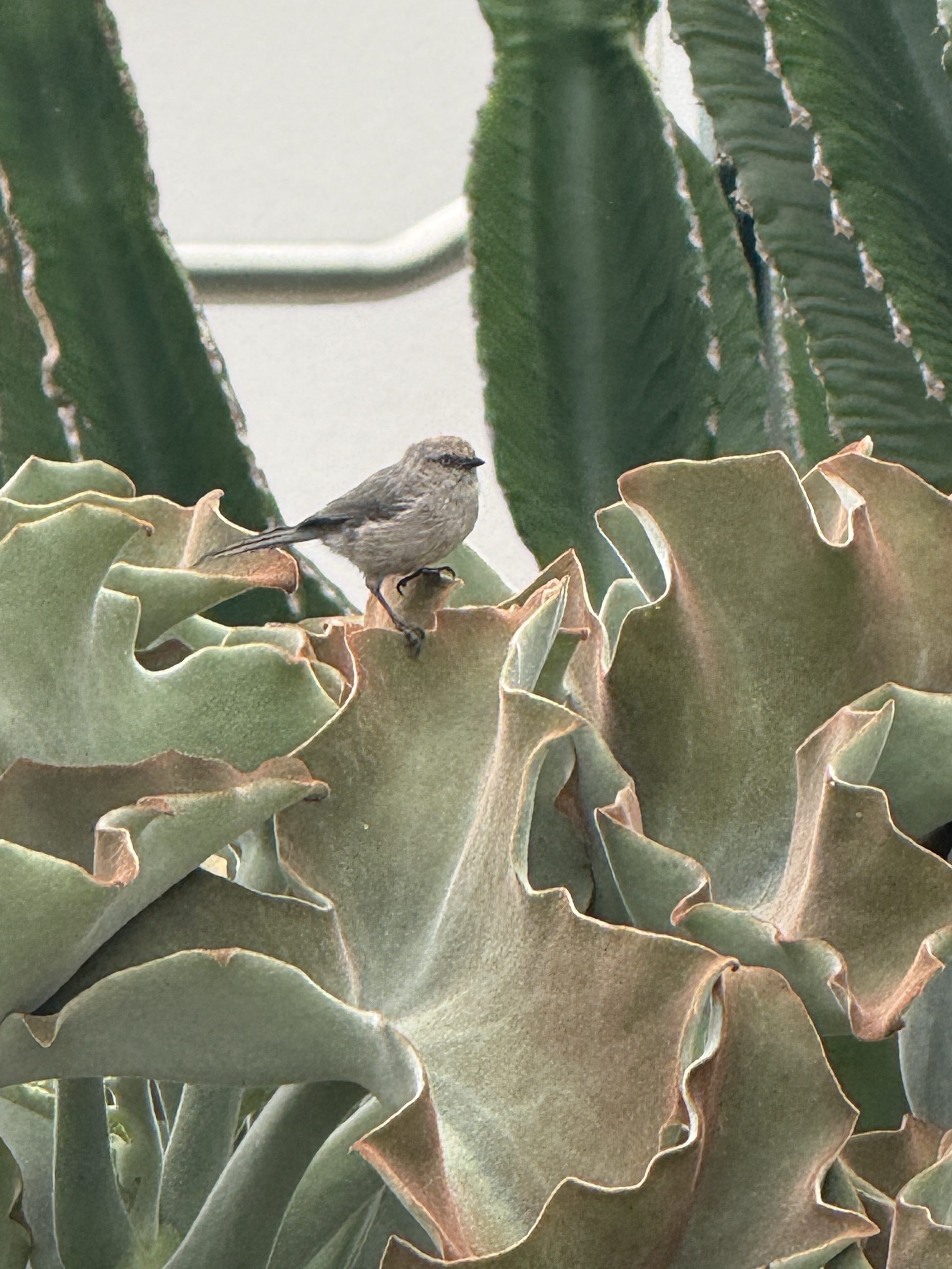 Bushtit