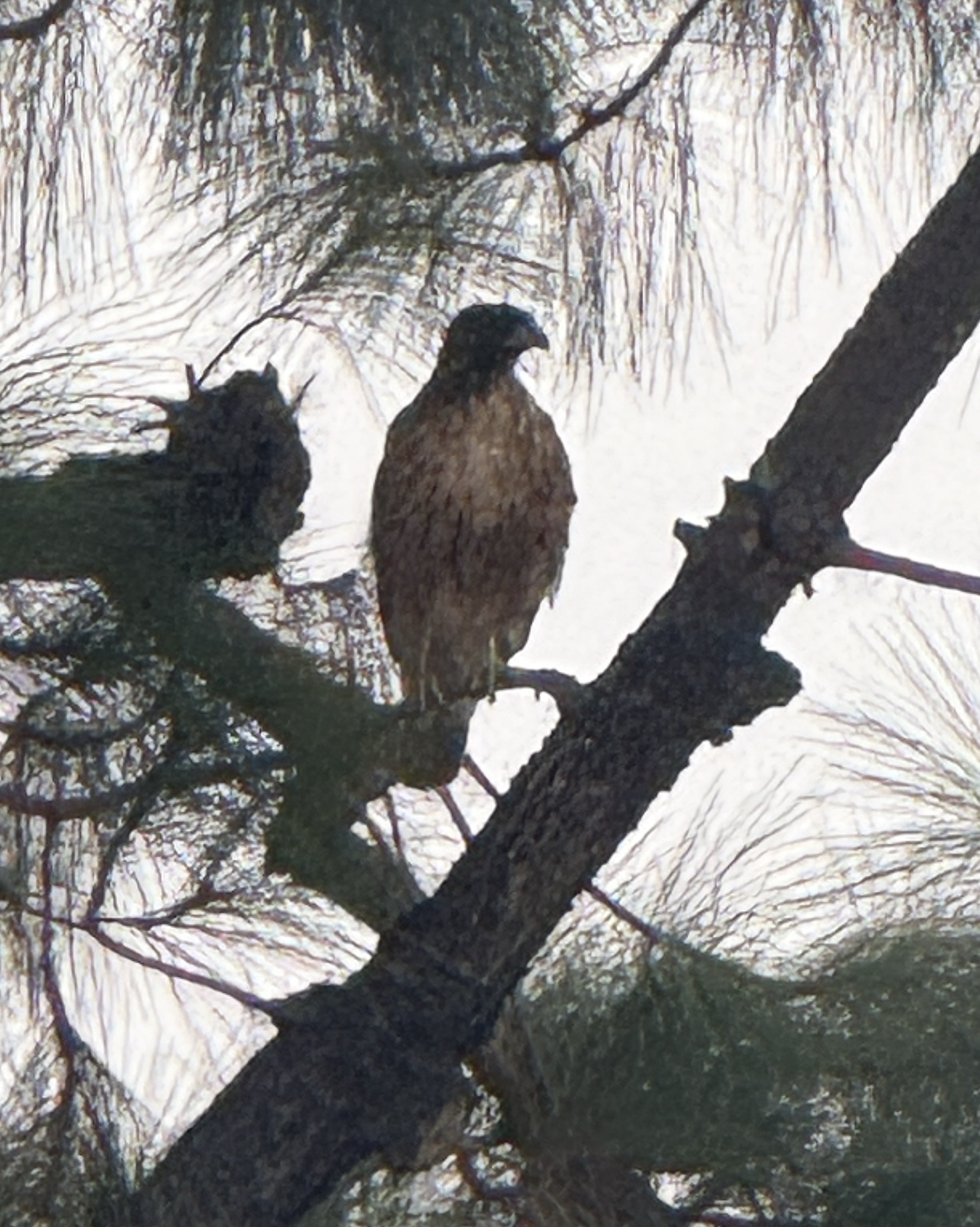 Red-tailed Hawk