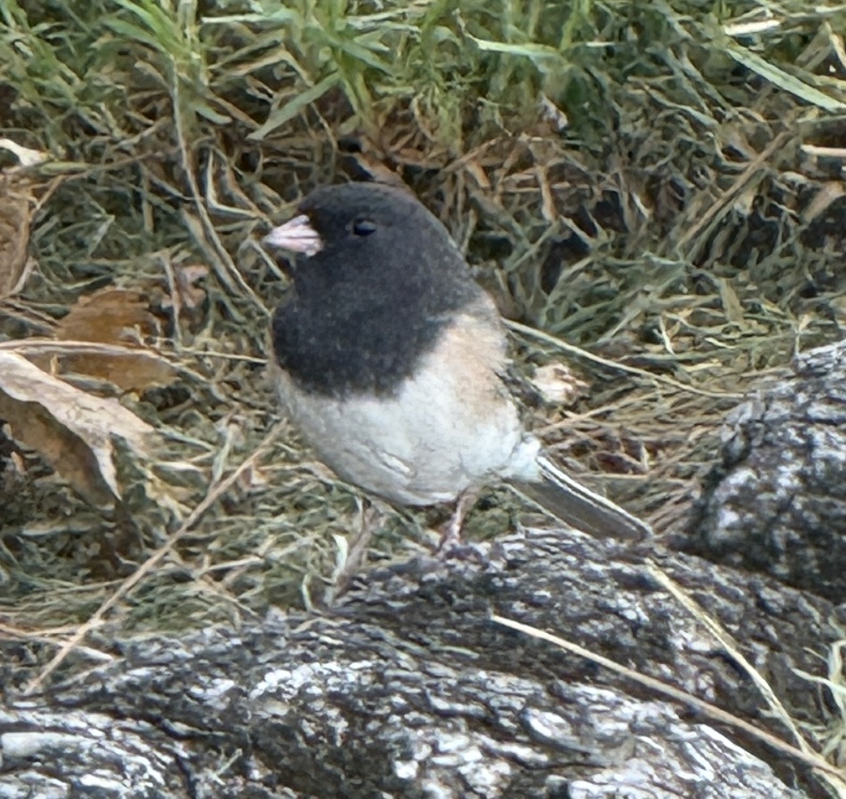Dark-eyed Junco