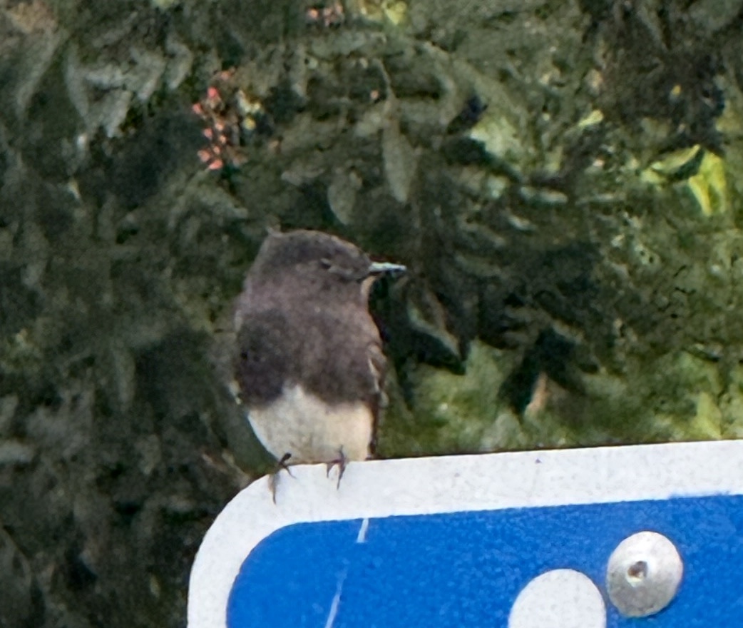 Black Phoebe