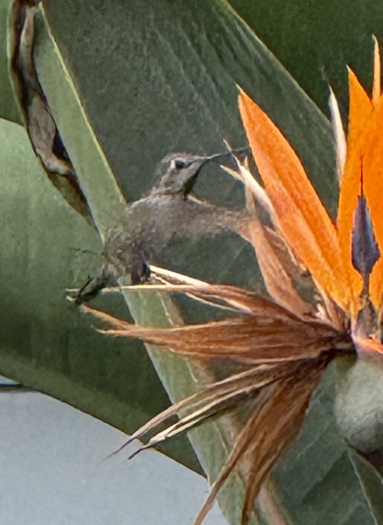 Anna's Hummingbird