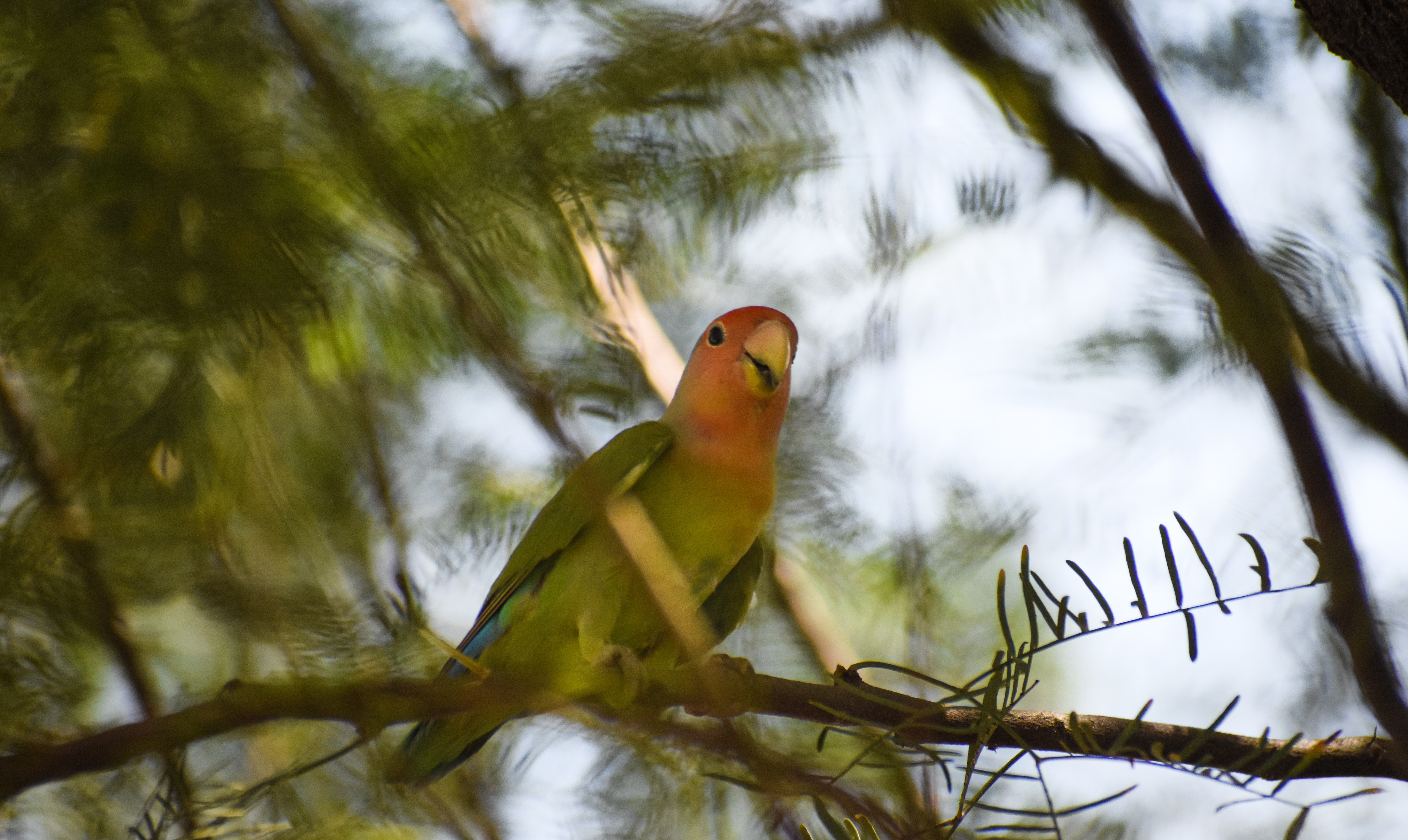 Rosy-faced Lovebird