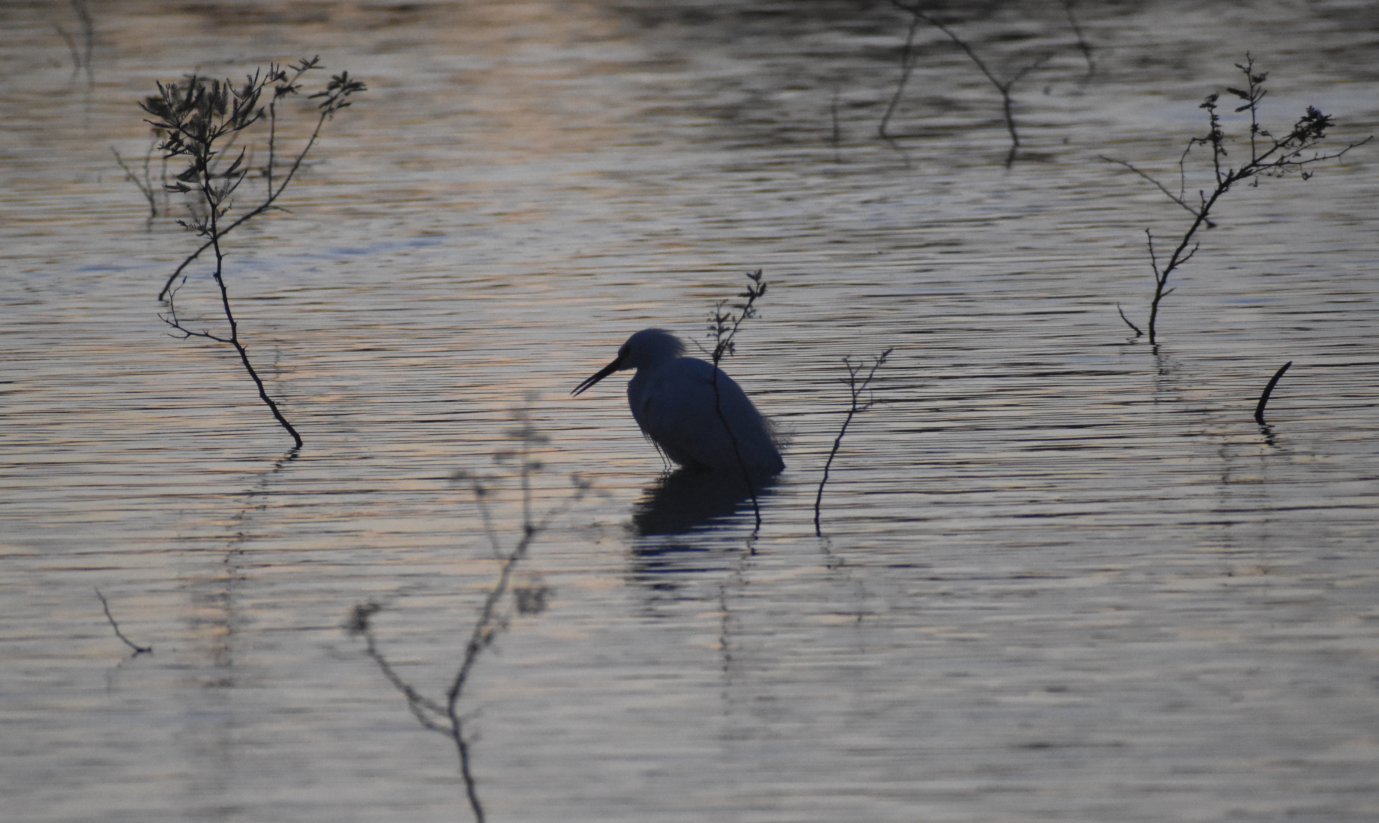 Snowy Egret