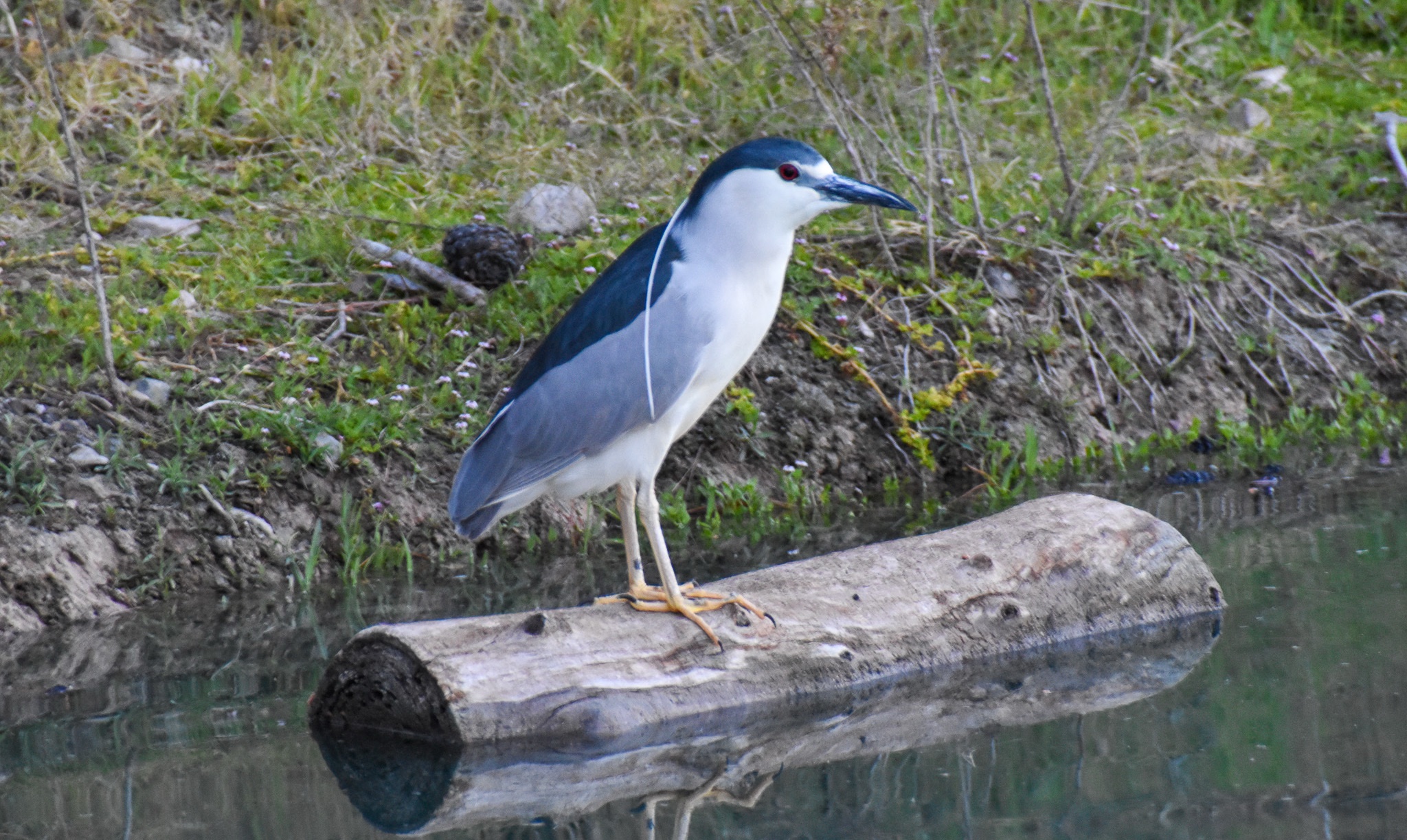 Black-crowned Night Heron