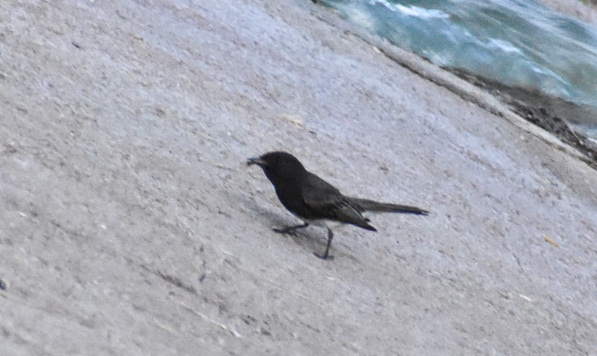 Black Phoebe
