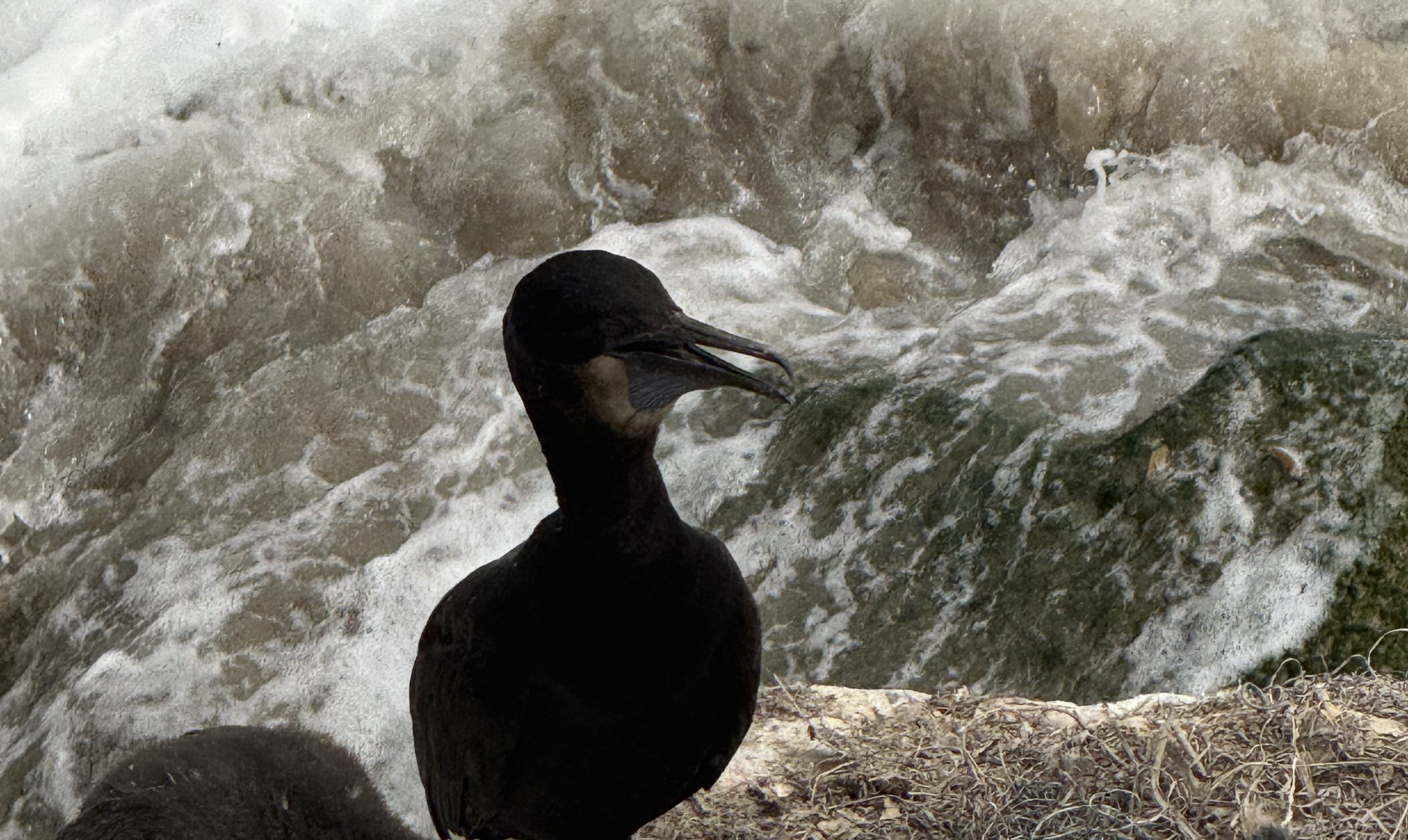 Brandt's Cormorant