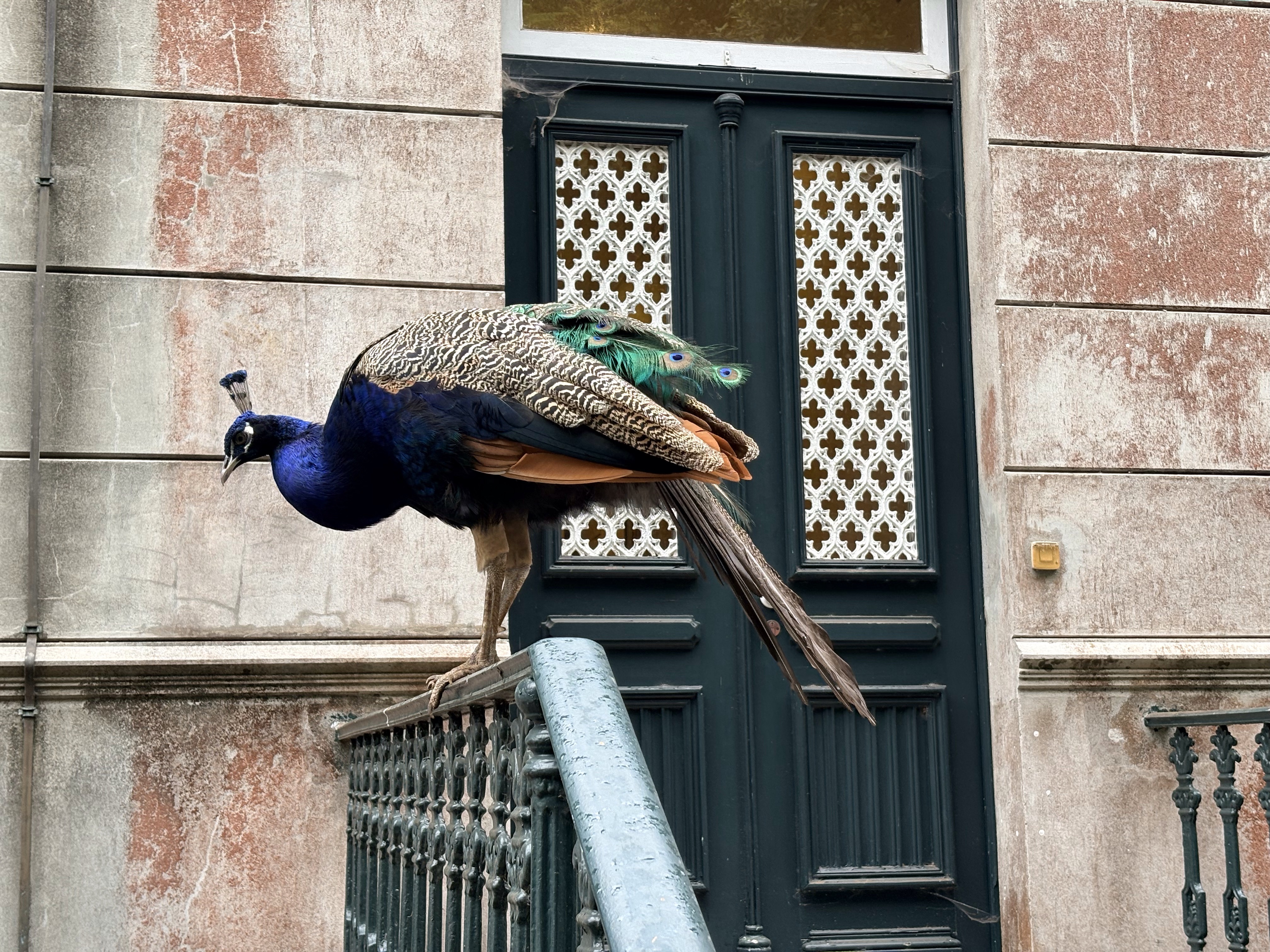 Indian Peafowl