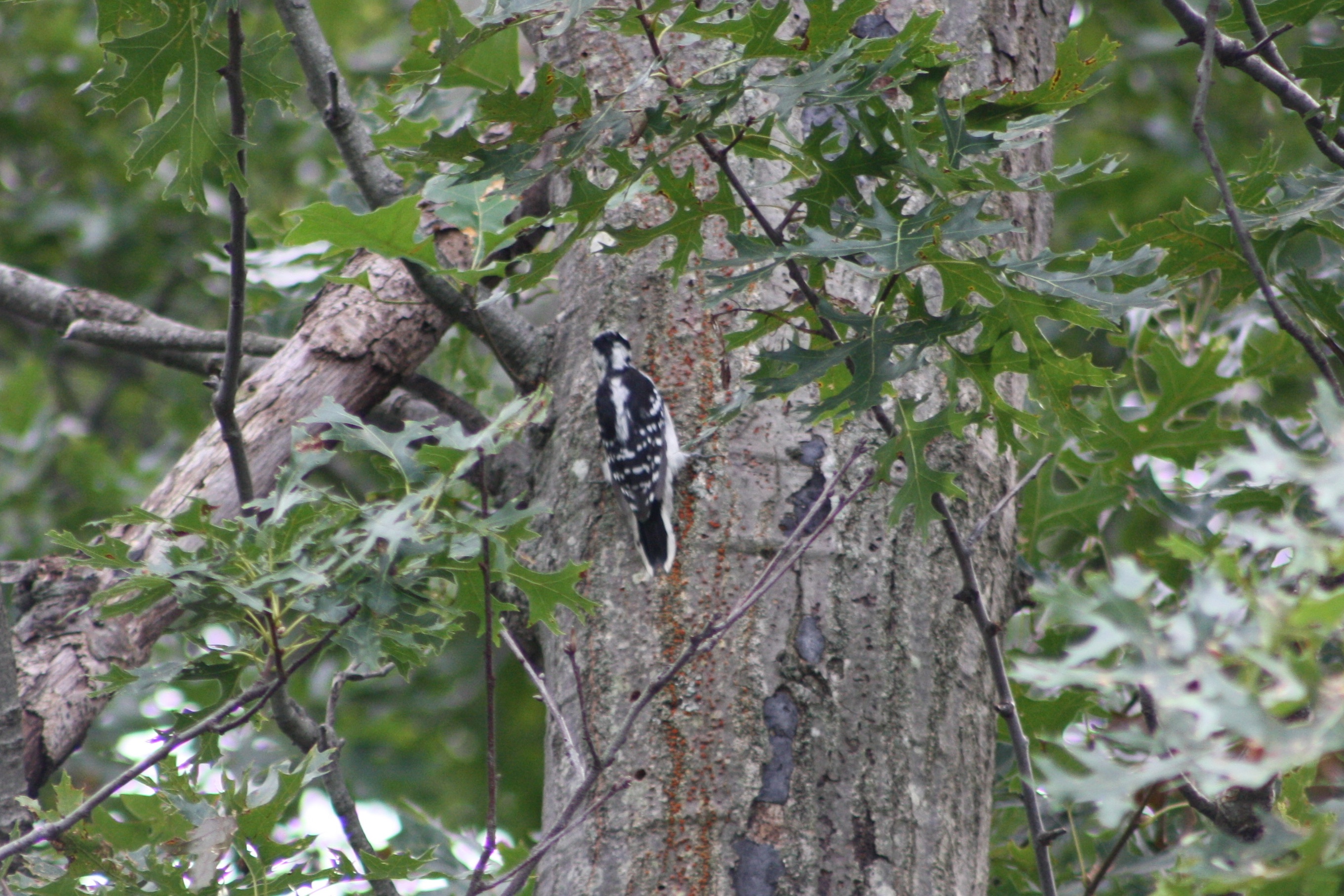 Downy Woodpecker