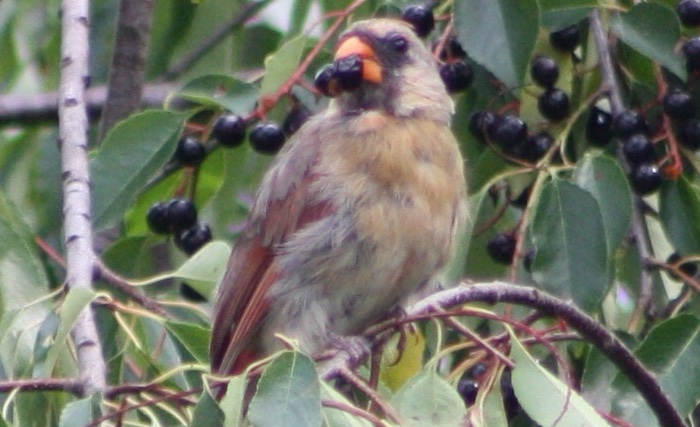Northern Cardinal