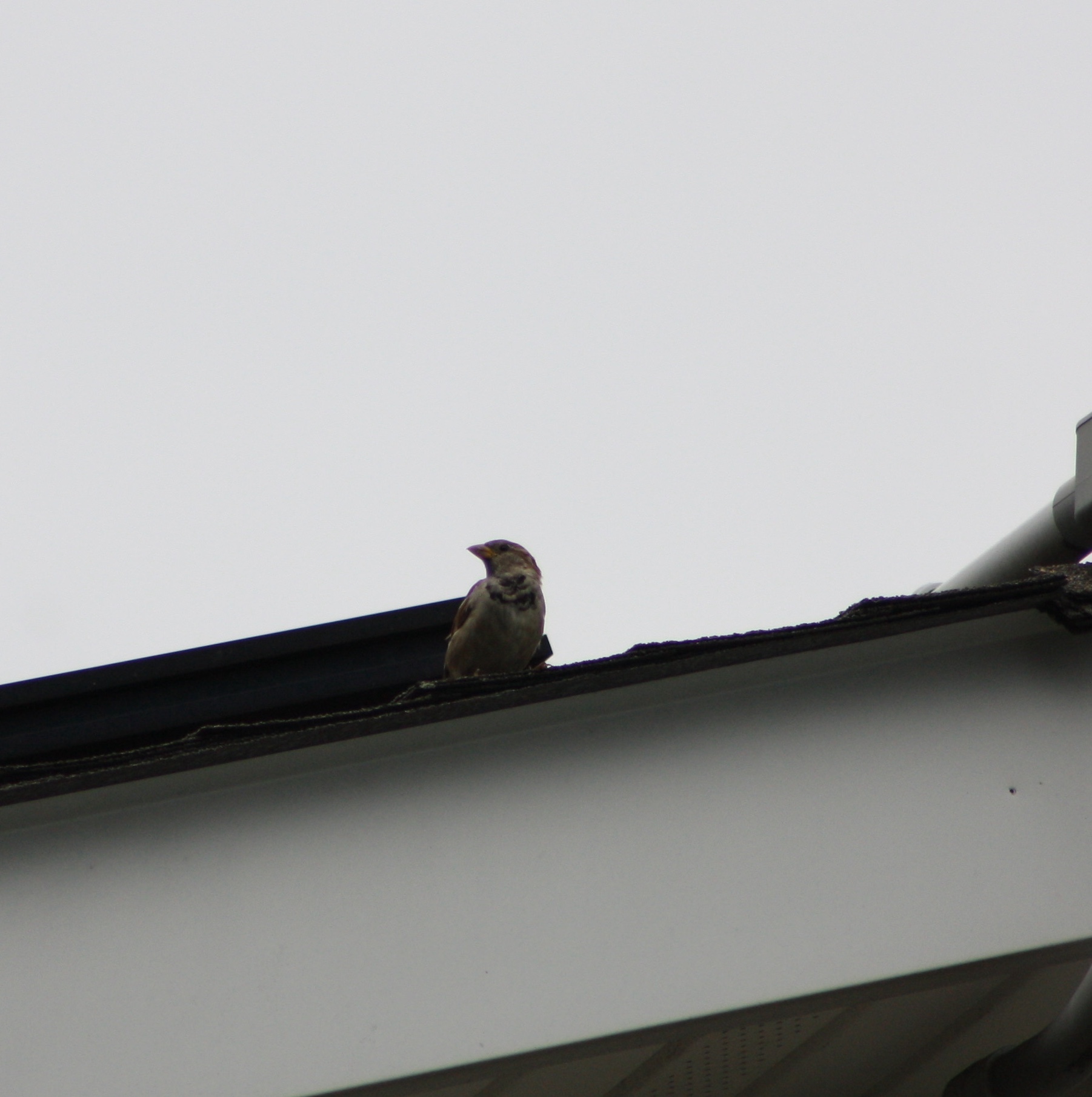 House Sparrow