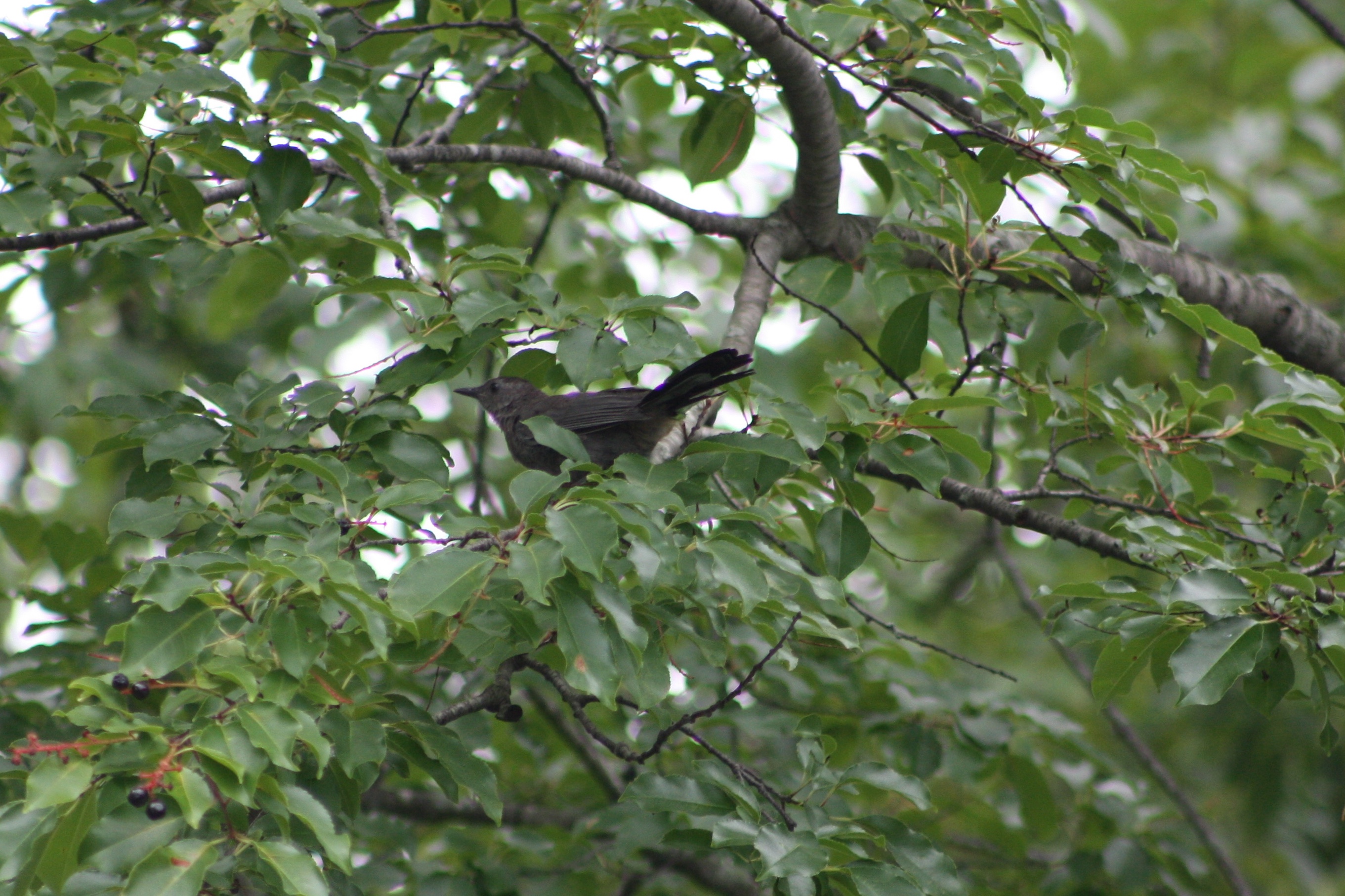 Gray Catbird
