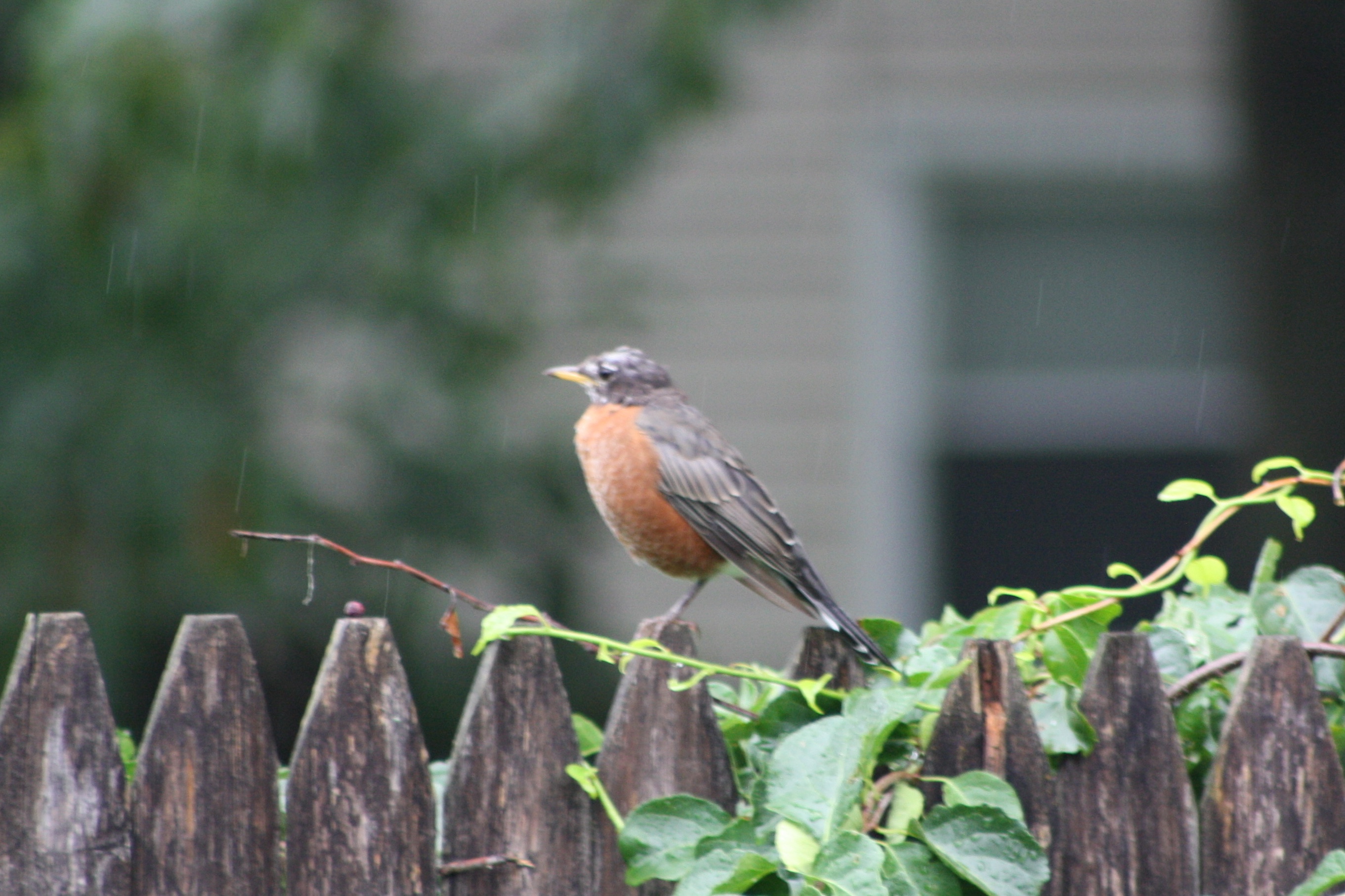 American Robin