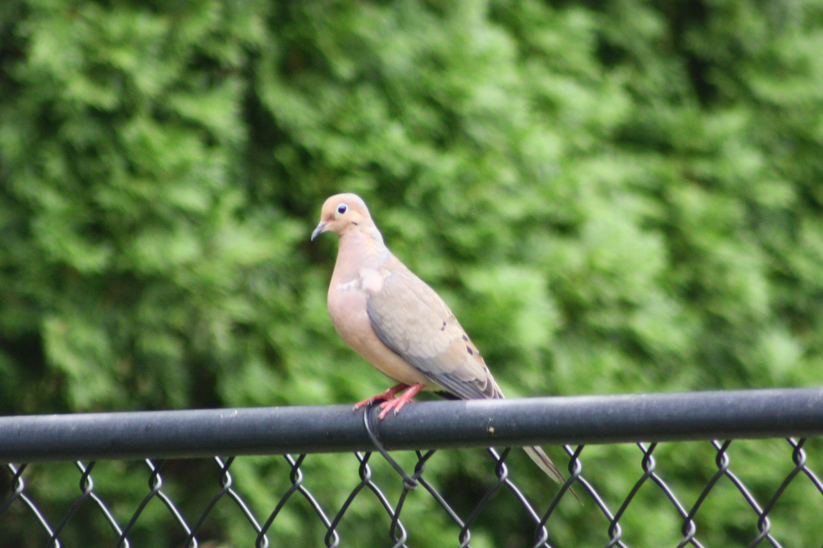 Mourning Dove