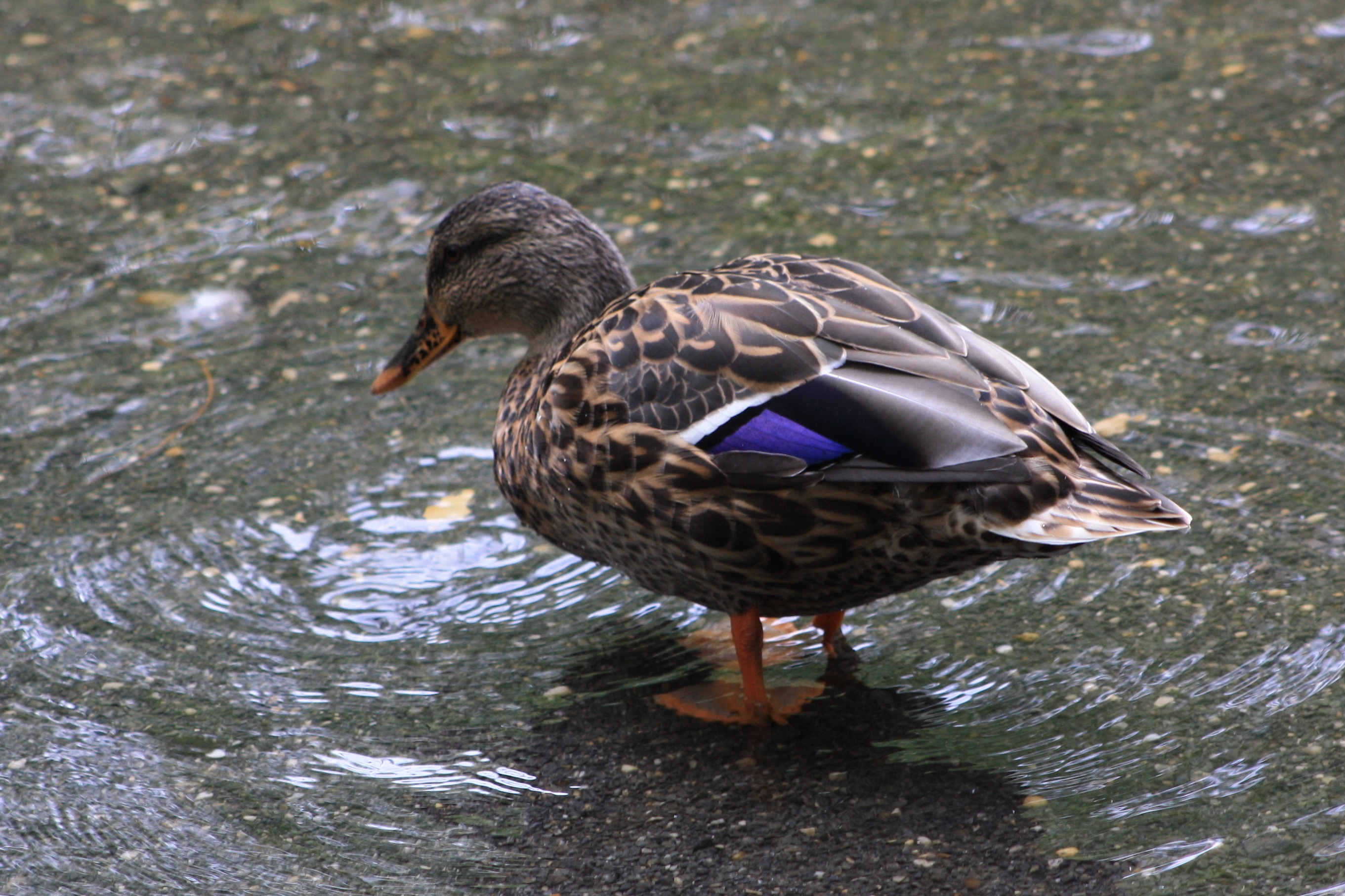 Mallard