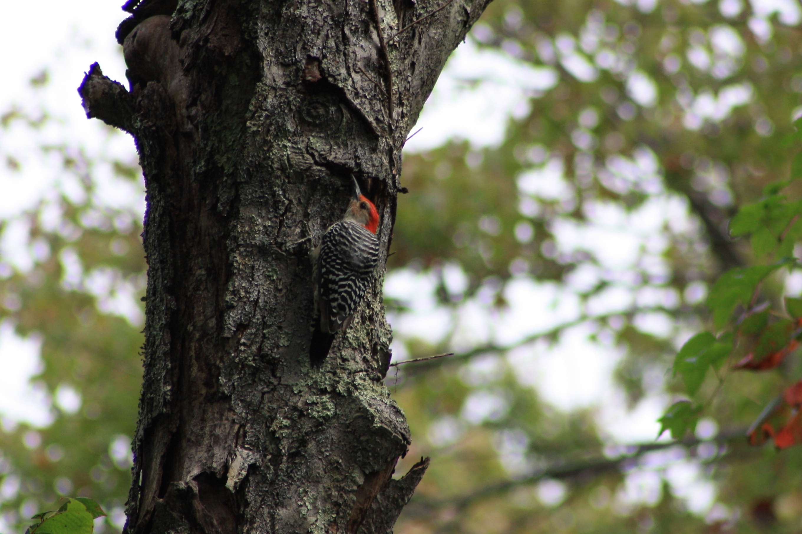 Red-bellied Woodpecker