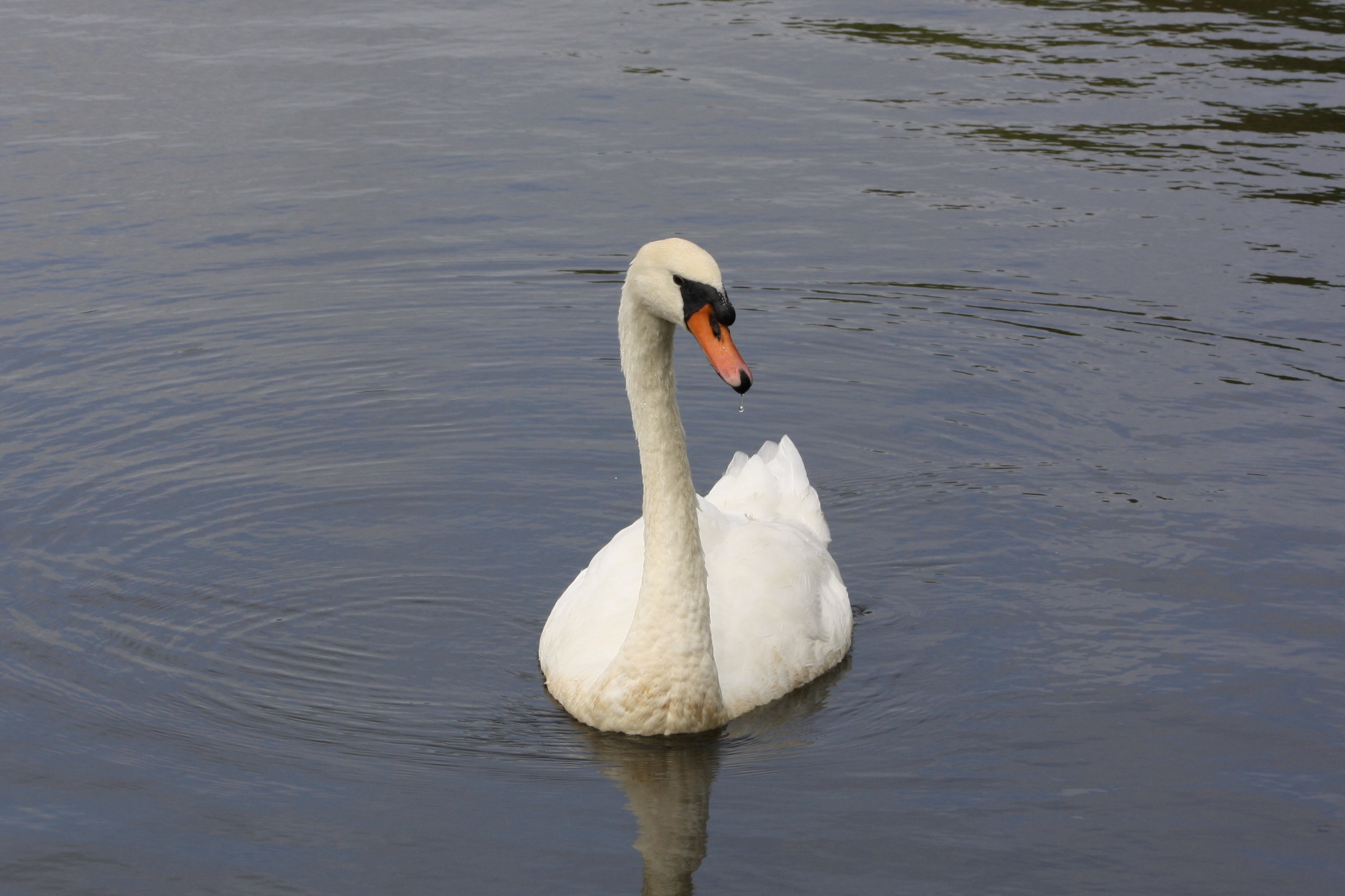 Mute Swan