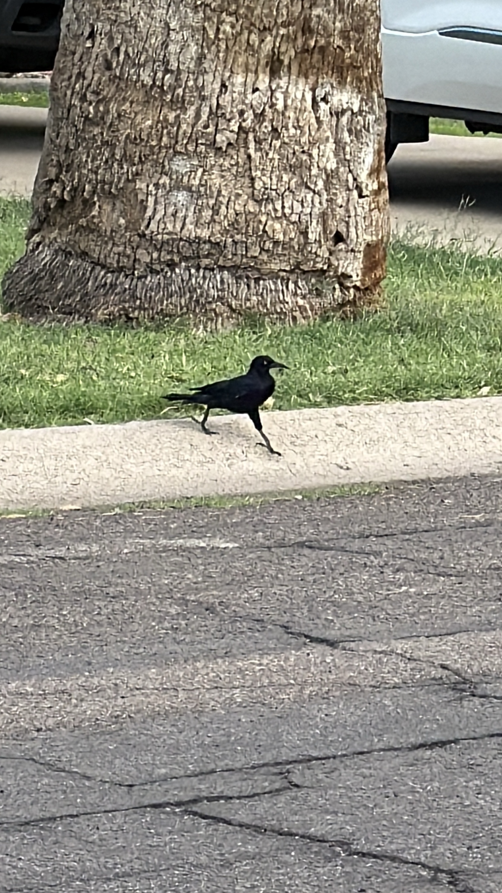 Great-tailed Grackle