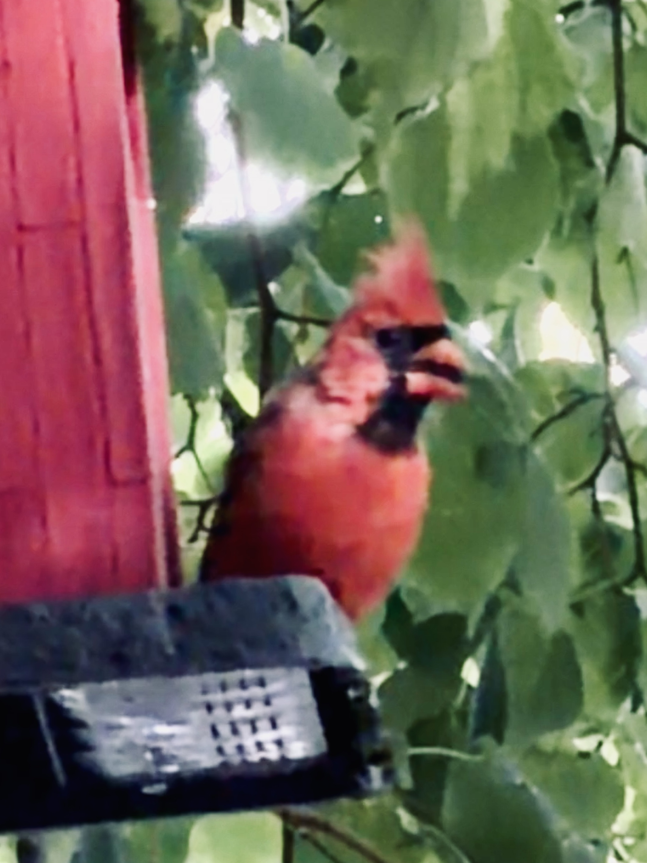 Northern Cardinal