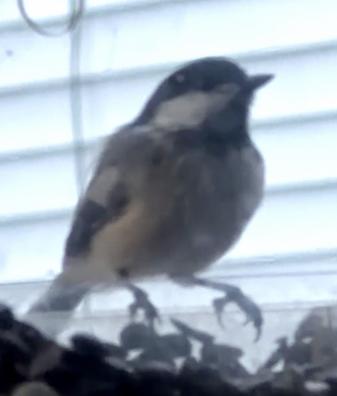 Black-capped Chickadee