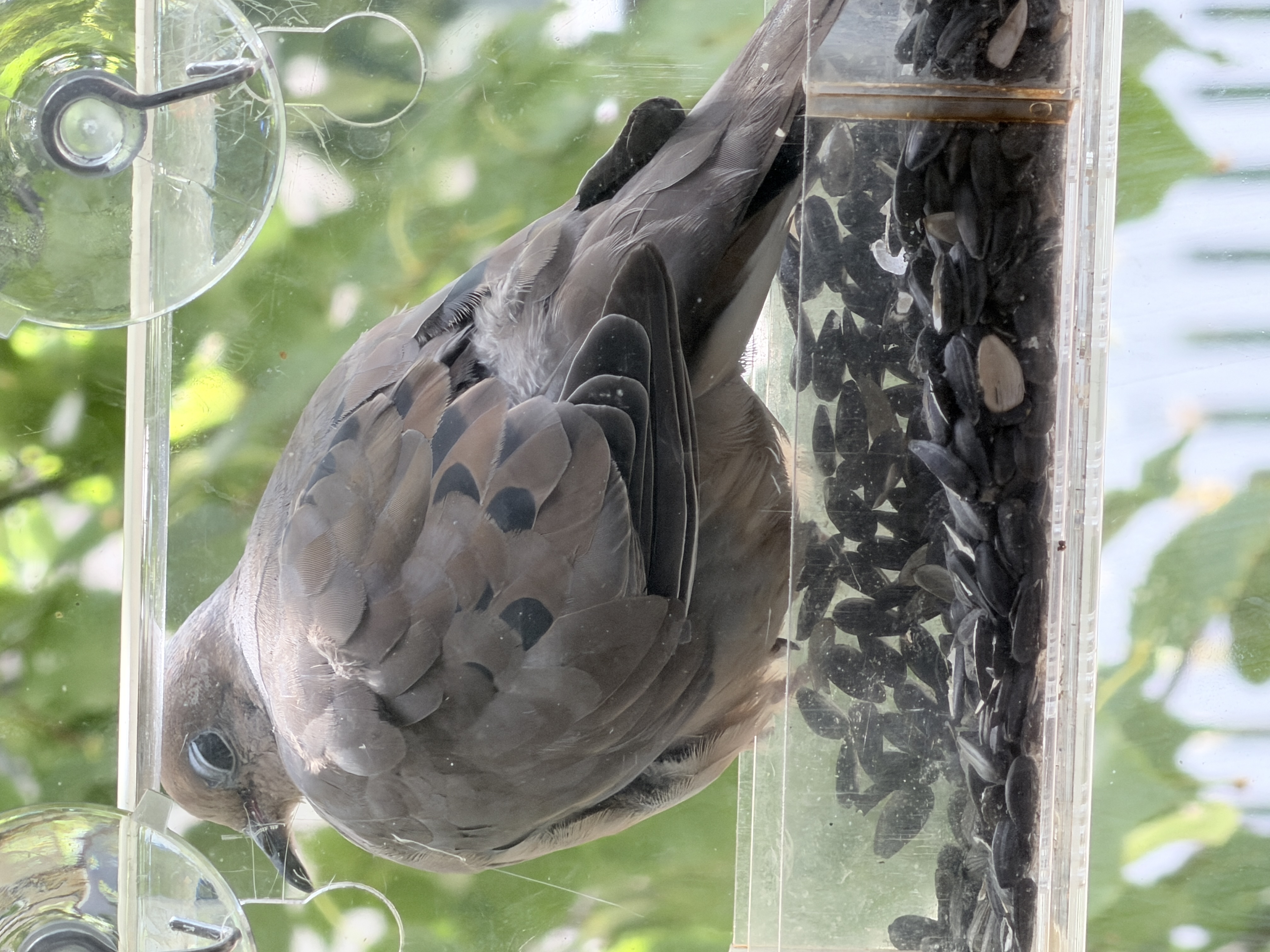 Mourning Dove