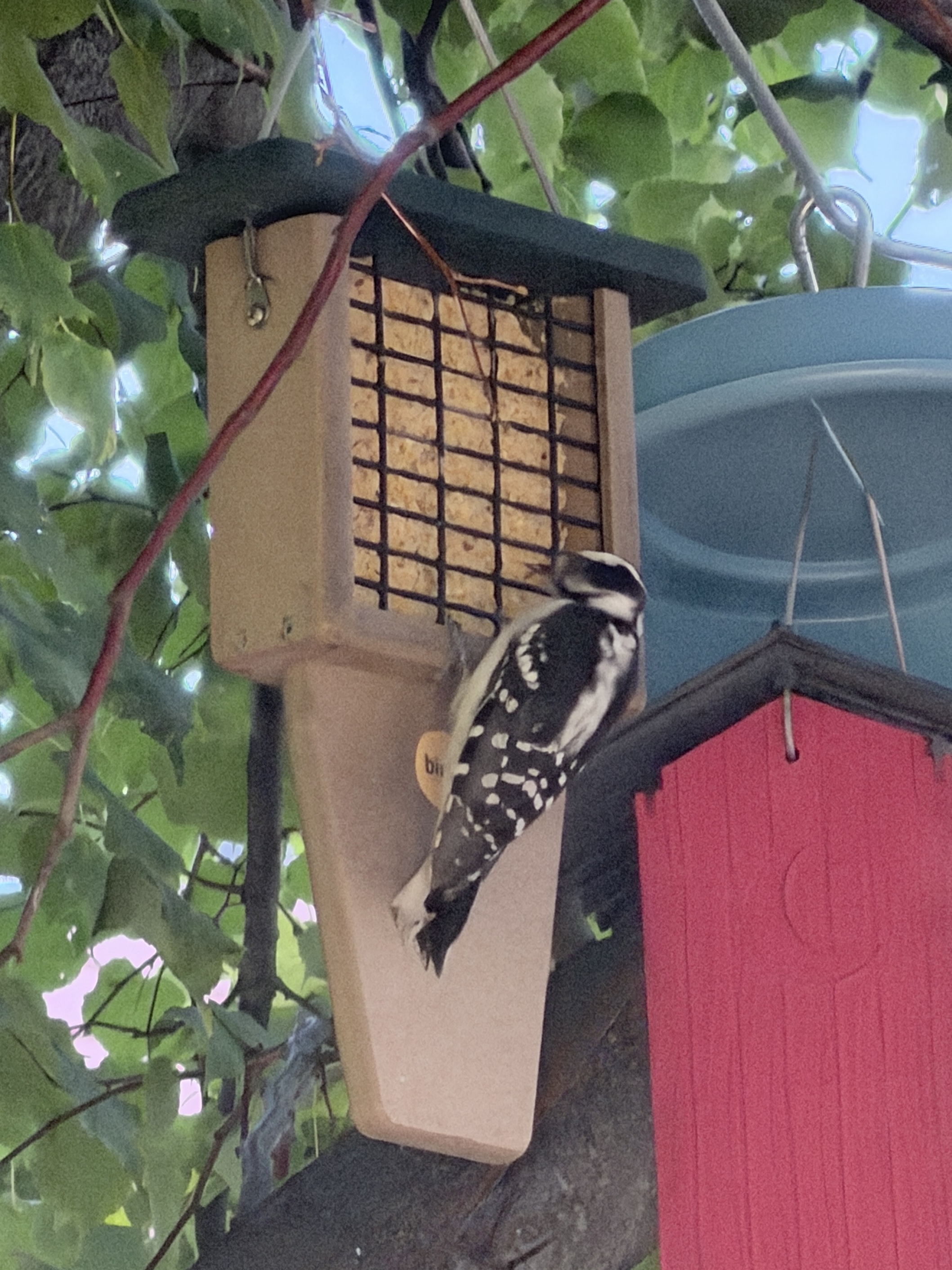 Downy Woodpecker