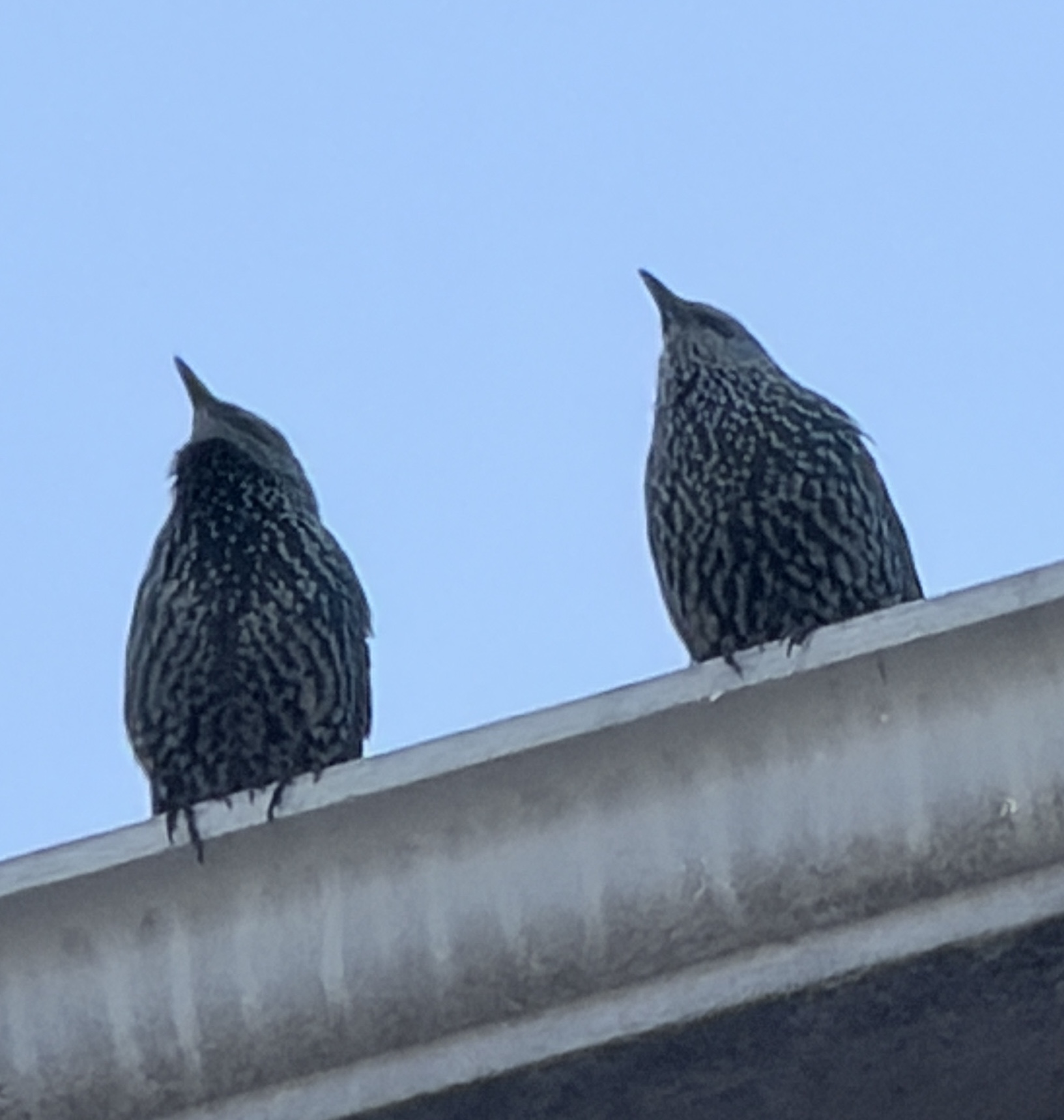 European Starling