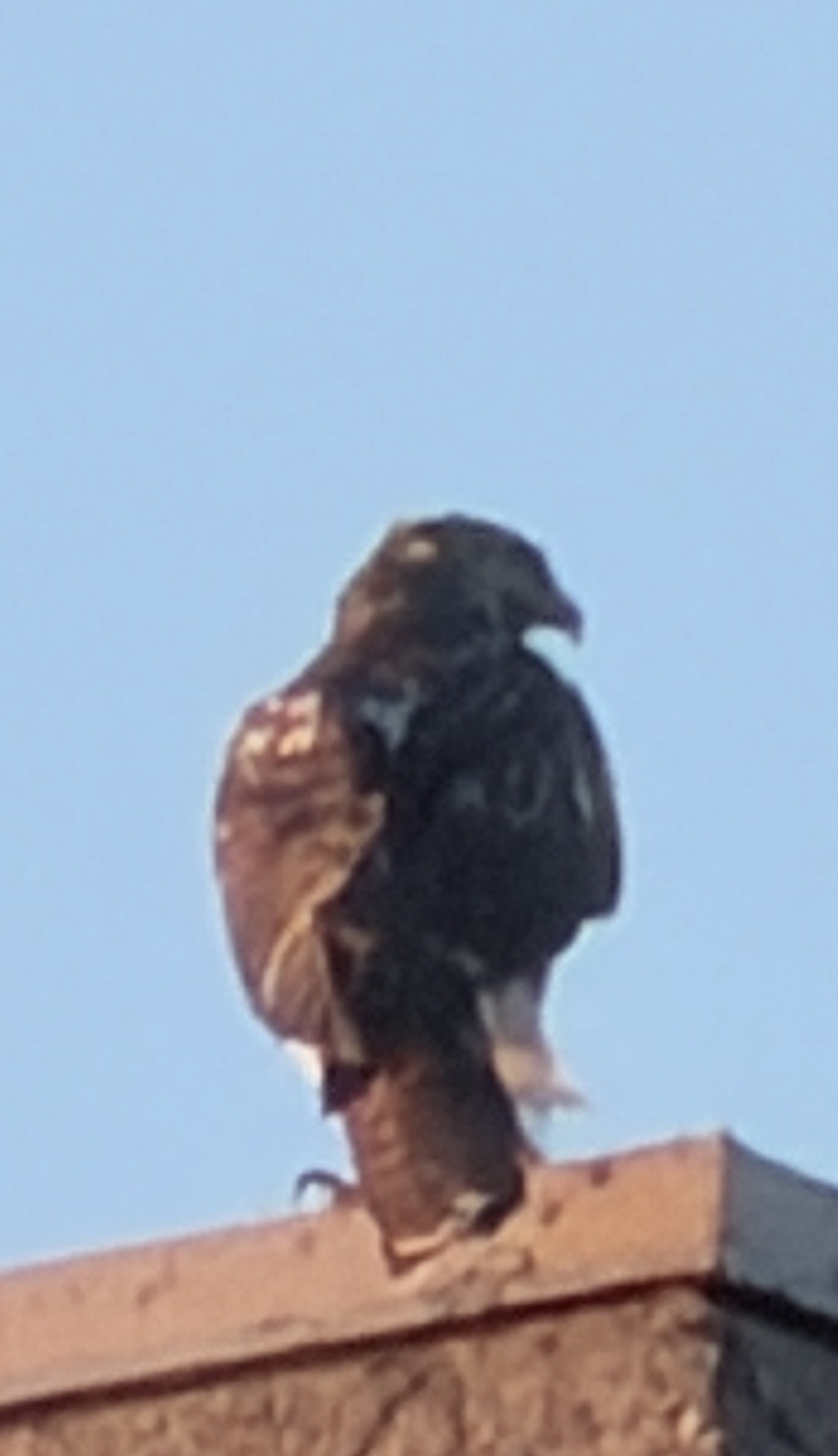 Red-tailed Hawk