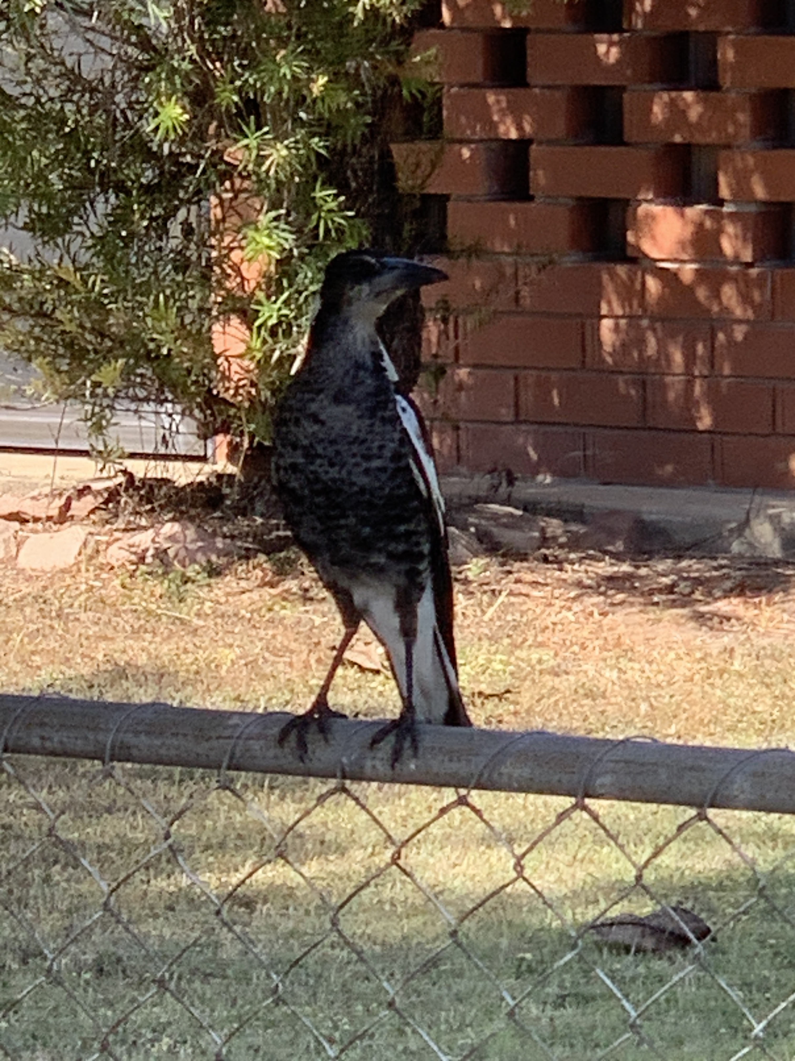Australian Magpie